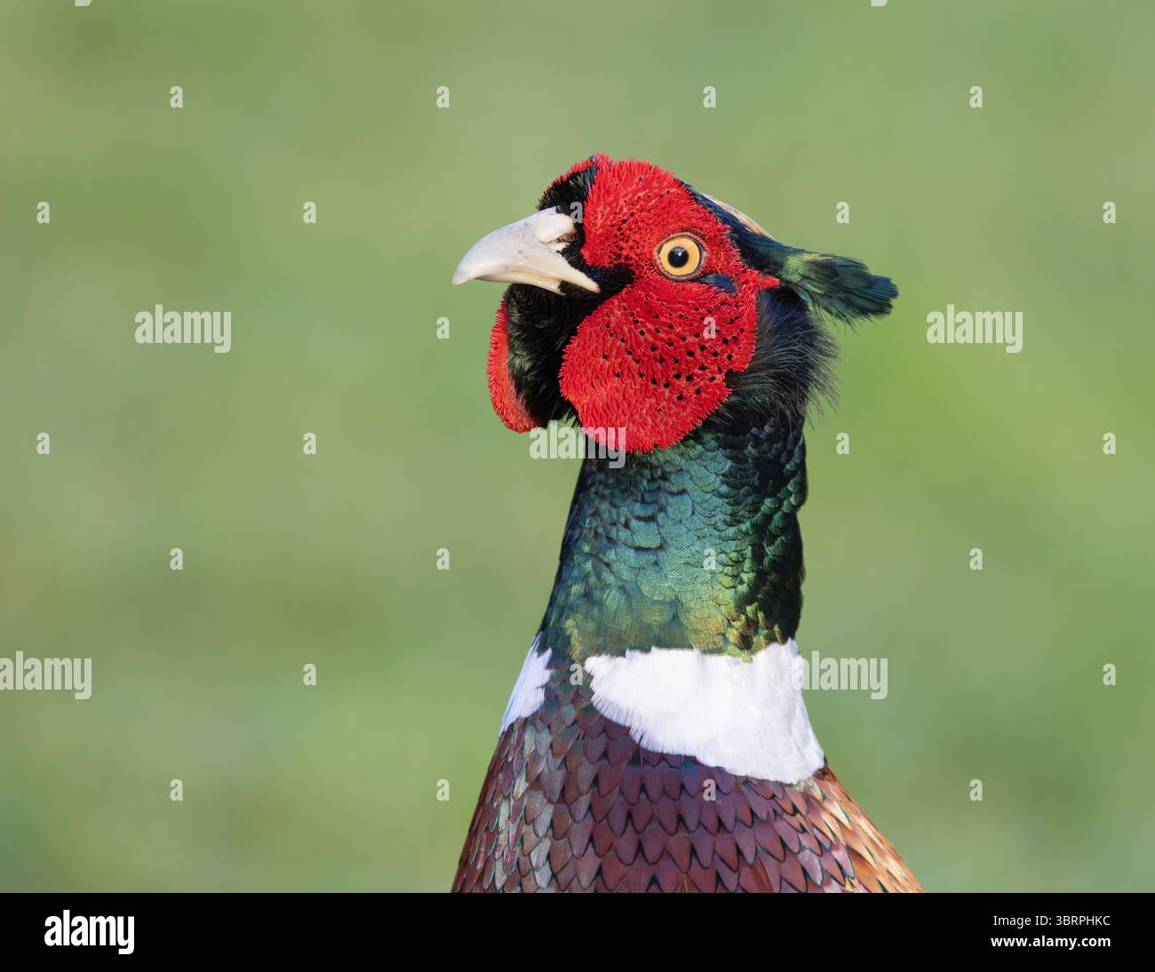 Faisan [ Phasianus colchicus ] Portrait d'oiseau masculin Banque D'Images