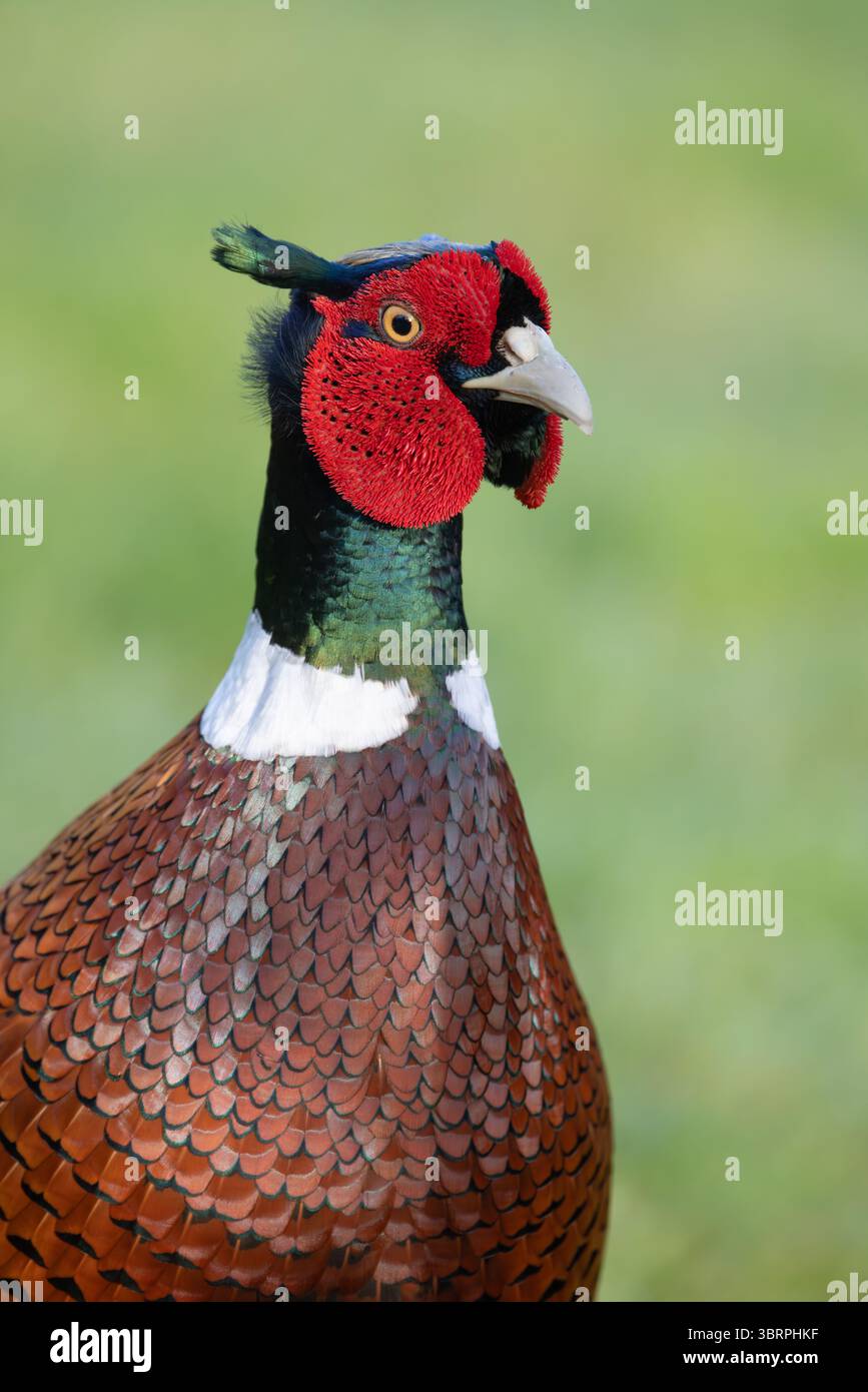Faisan [ Phasianus colchicus ] Portrait d'oiseau masculin Banque D'Images