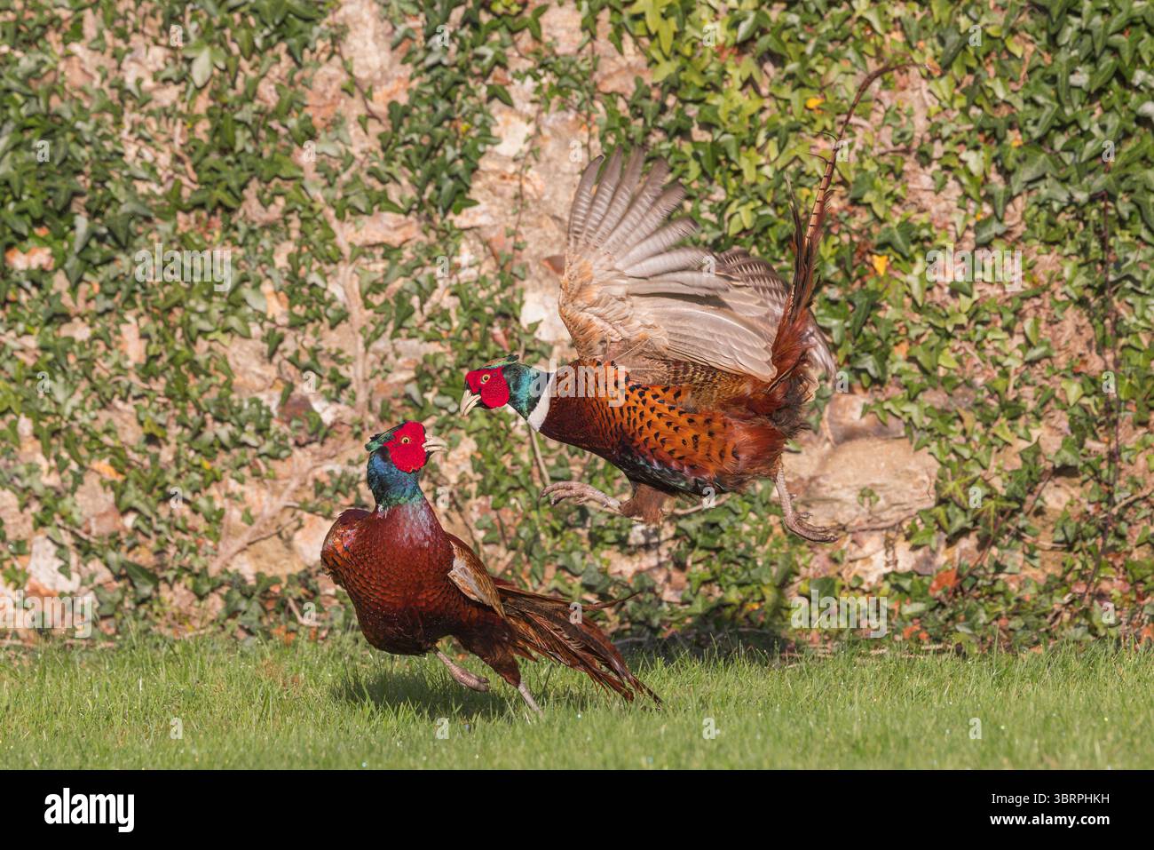 Faisan [ Phasianus colchicus ] 2 oiseaux mâles combattant en jardin Banque D'Images