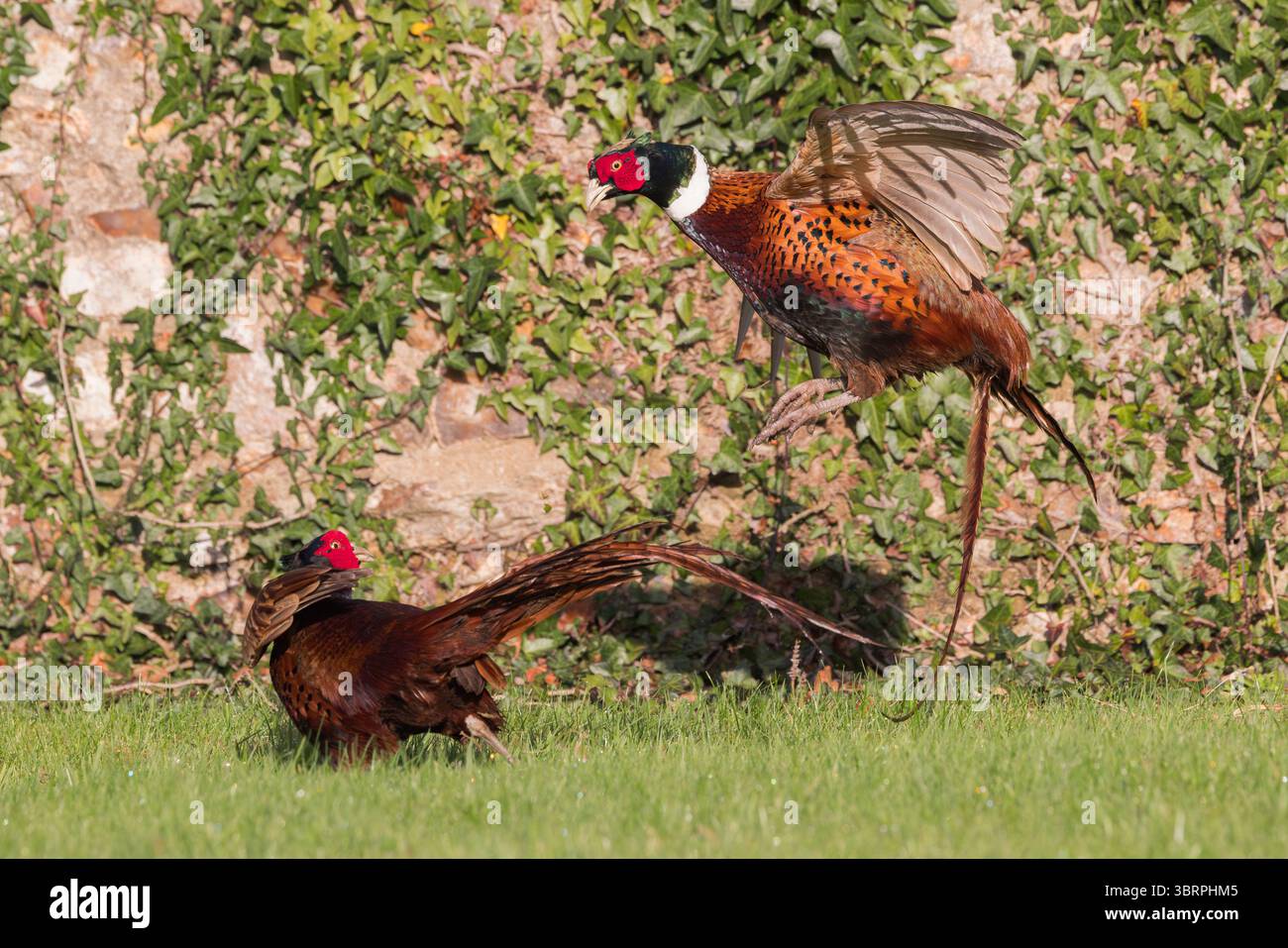 Faisan [ Phasianus colchicus ] 2 oiseaux mâles combattant en jardin Banque D'Images