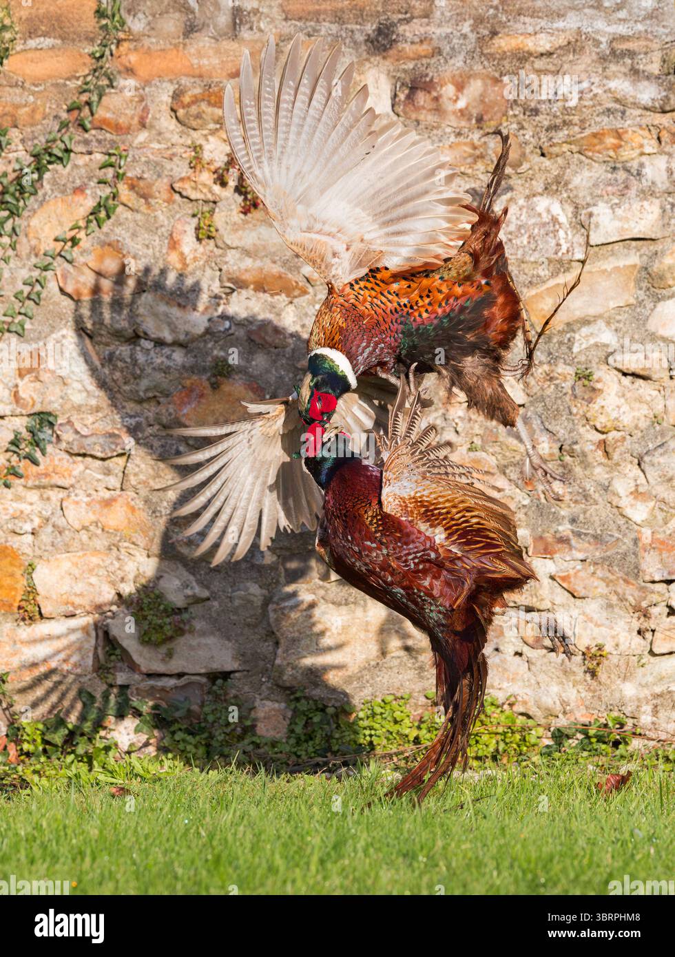 Faisan [ Phasianus colchicus ] 2 oiseaux mâles combattant en jardin Banque D'Images