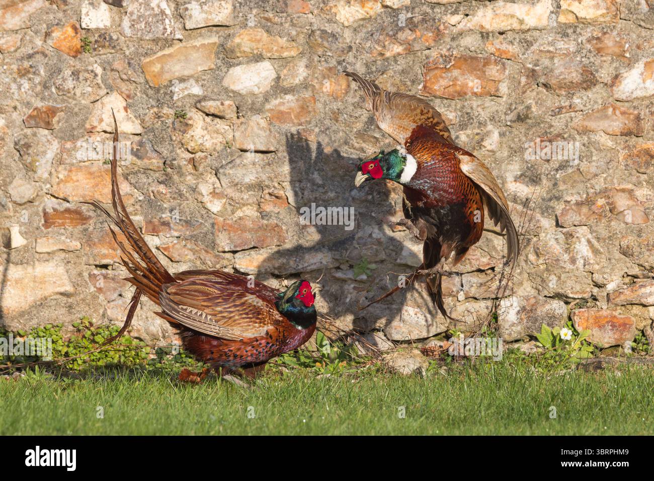 Faisan [ Phasianus colchicus ] 2 oiseaux mâles combattant en jardin Banque D'Images