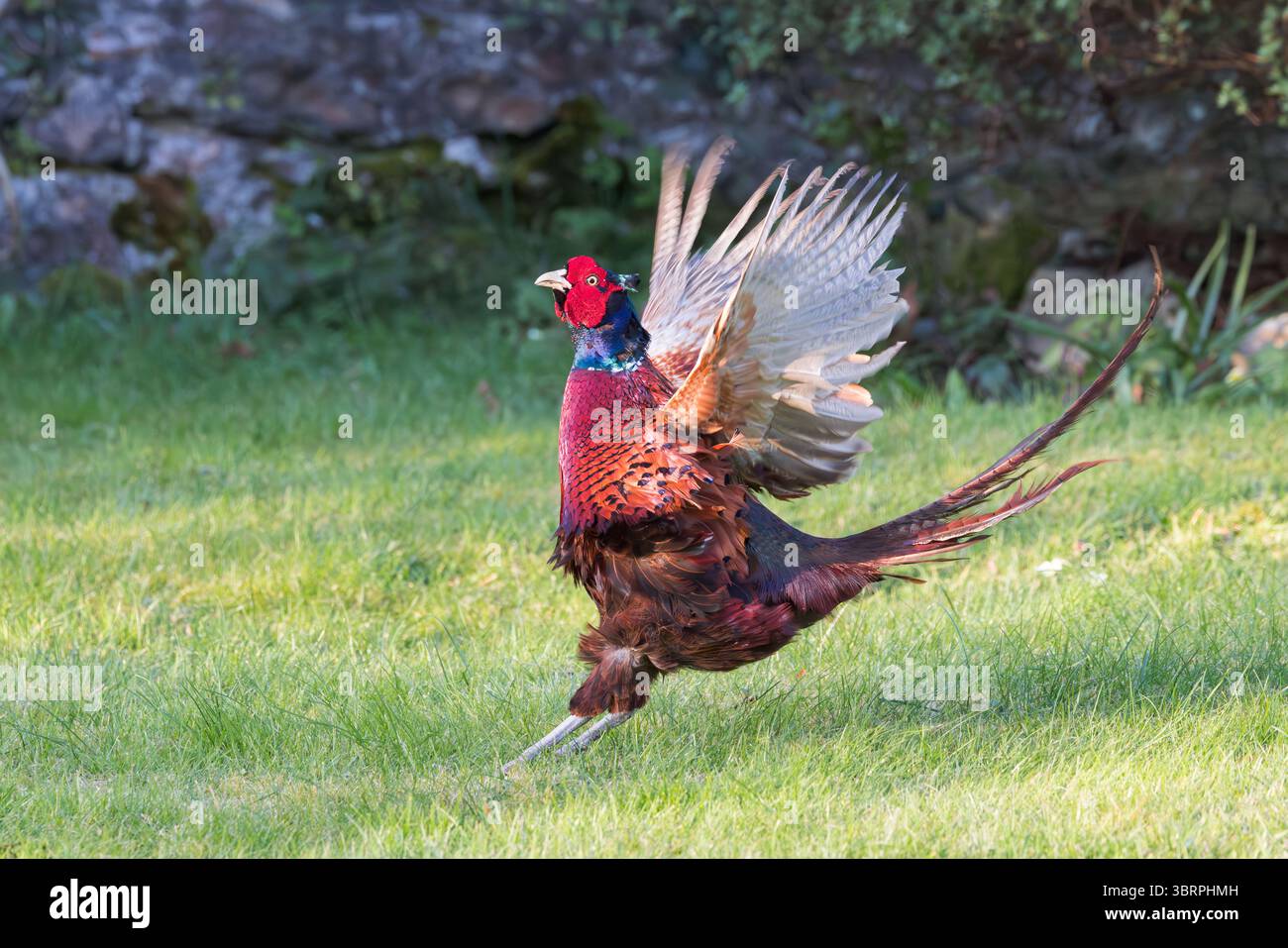 Faisan [ Phasianus colchicus ] oiseau mâle exposé sur la pelouse du jardin Banque D'Images
