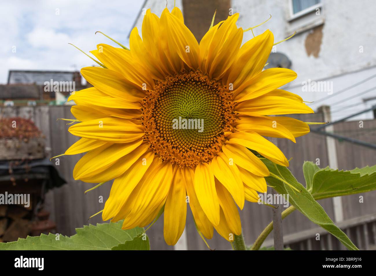 Tournesol dans un jardin urbain, Royaume-Uni. Banque D'Images