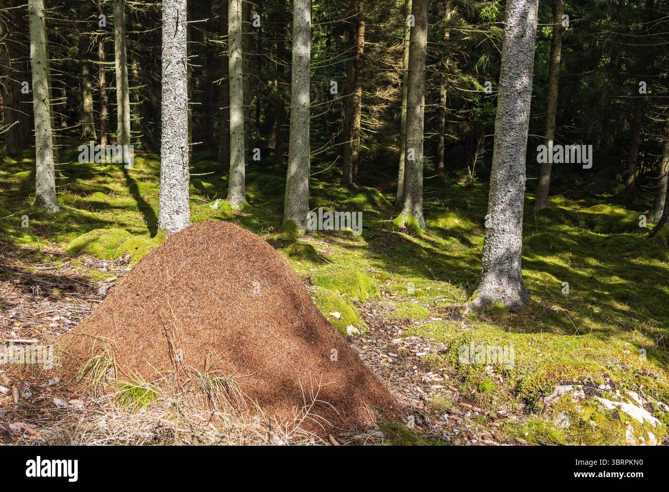 Fourmilière dans une forêt d'épicéas Banque D'Images