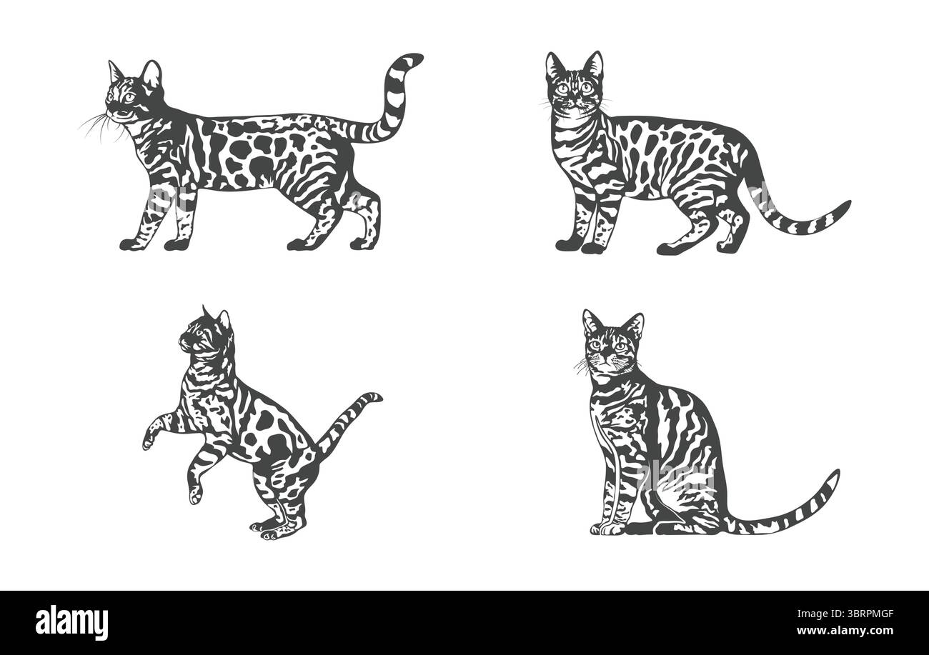 Vecteur de chat Bengal, SVG de chat Bengal, dessin de chat Bengal, illustration de chat Bengal, Clipart de chat Bengal, silhouette de chat Bengale Illustration de Vecteur