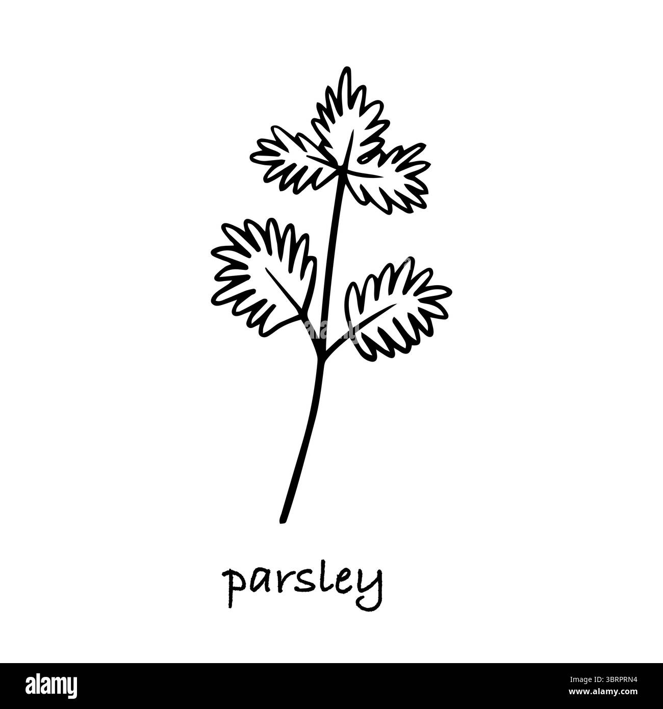 Croquis vectoriel dessiné à la main de persil Illustration de Vecteur