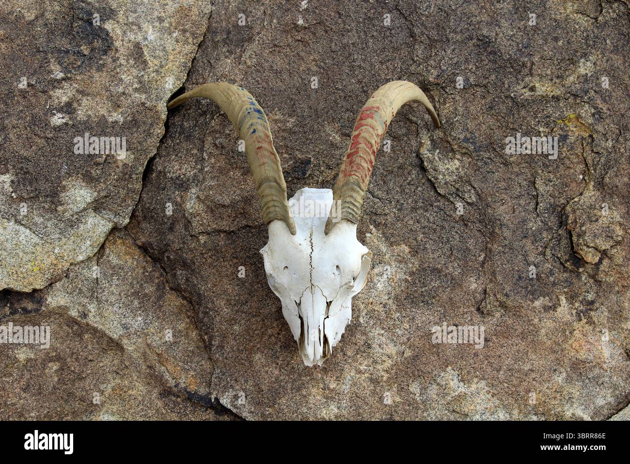 La tête séchée d'une chèvre de montagne reposant sur un rocher brun. La chèvre mâle a deux grandes cornes sur sa tête. Banque D'Images