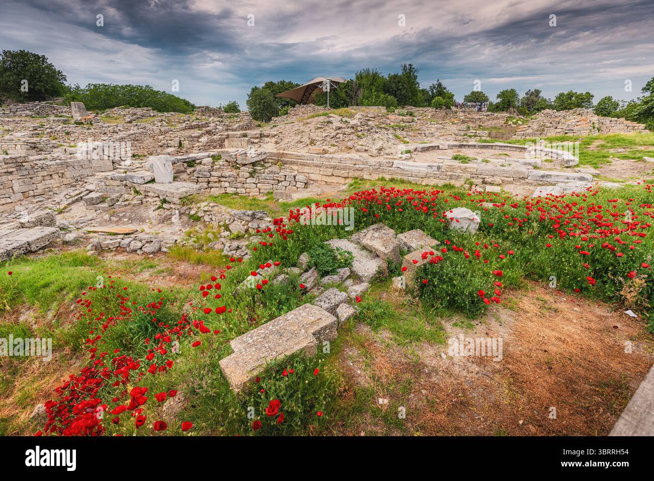 Les coquelicots rouges poussent parmi les ruines de Troie à Turkiye Banque D'Images
