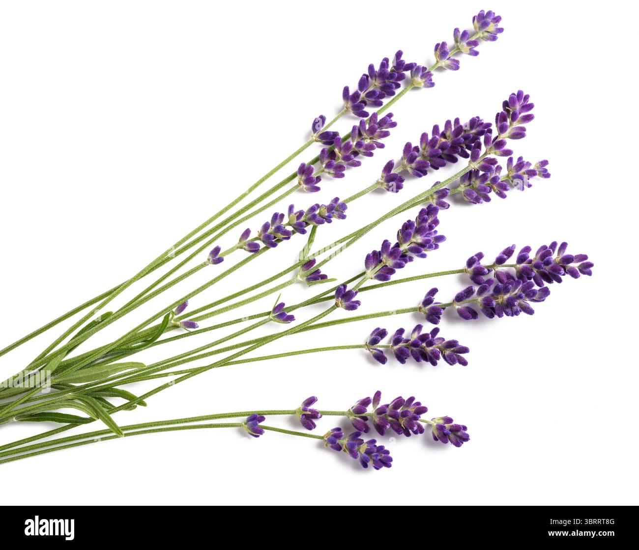 Bouquet de fleurs de lavande isolé sur fond blanc Banque D'Images