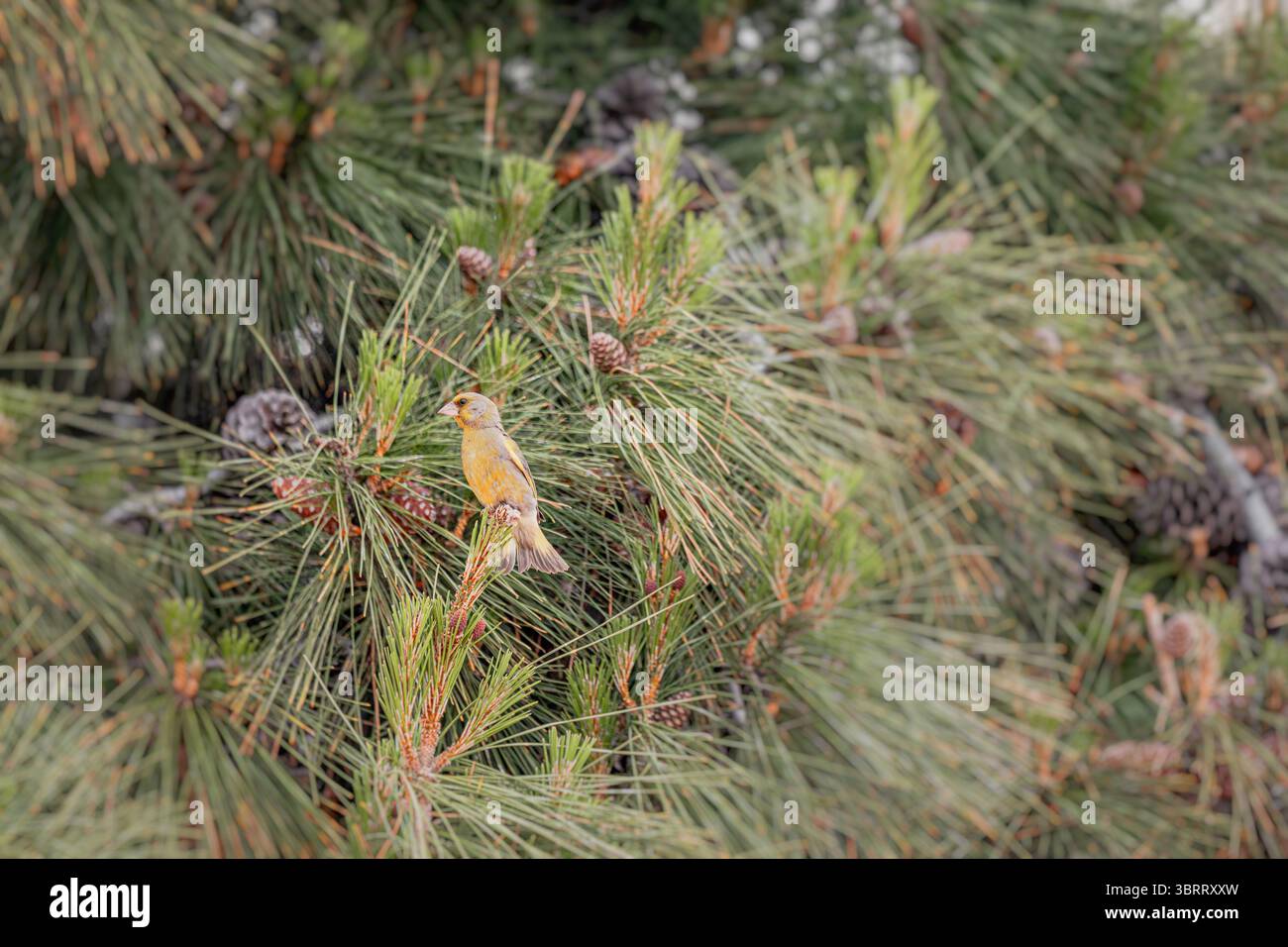 Petit oiseau jaune perché sur une branche de conifère, entouré de pommes de pin, dans son habitat naturel Banque D'Images