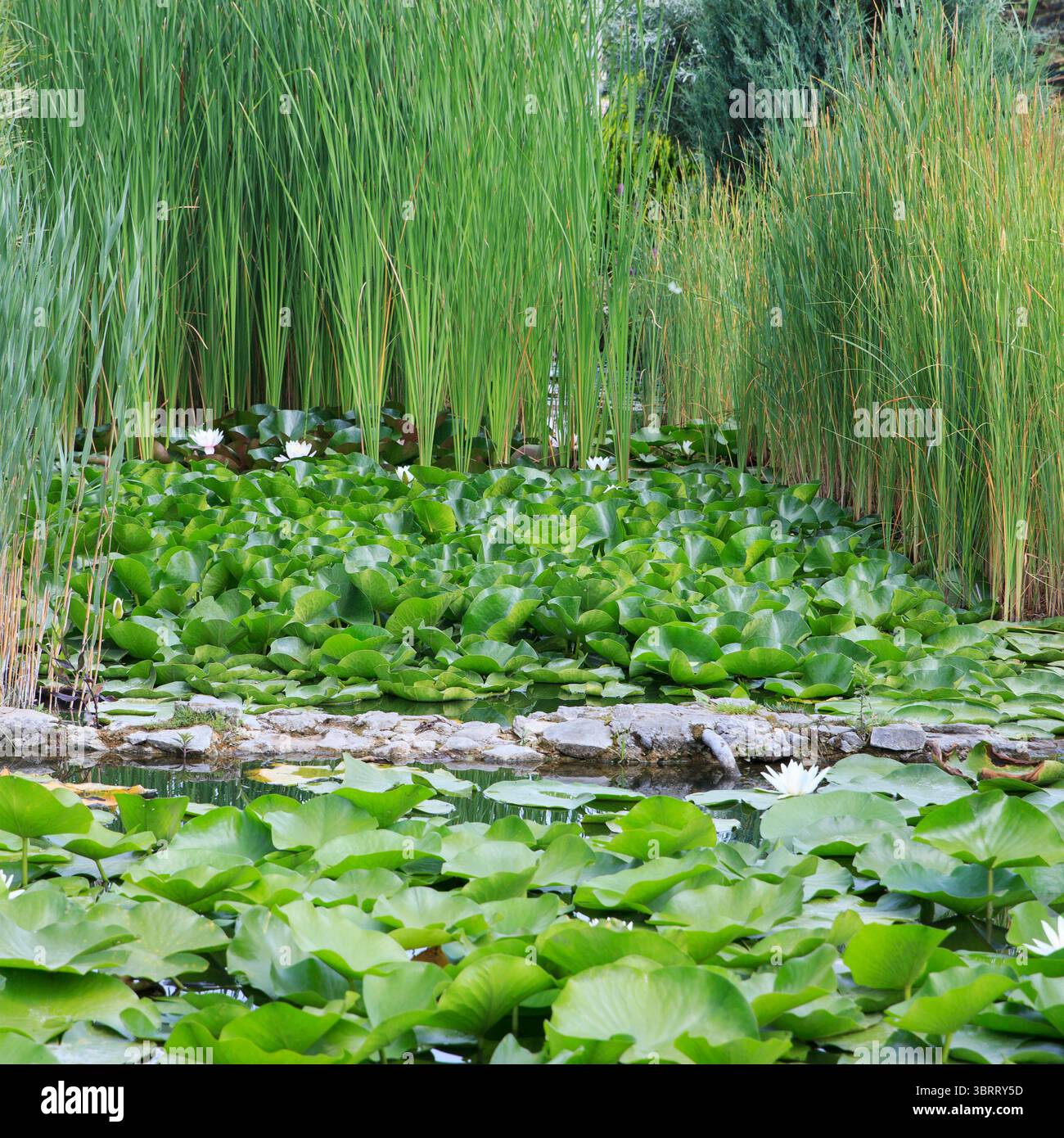 Un étang tranquille rempli de nénuphars vibrants offre une atmosphère paisible, entouré de haute verdure et de fleurs colorées sur une journée ensoleillée dans un Banque D'Images