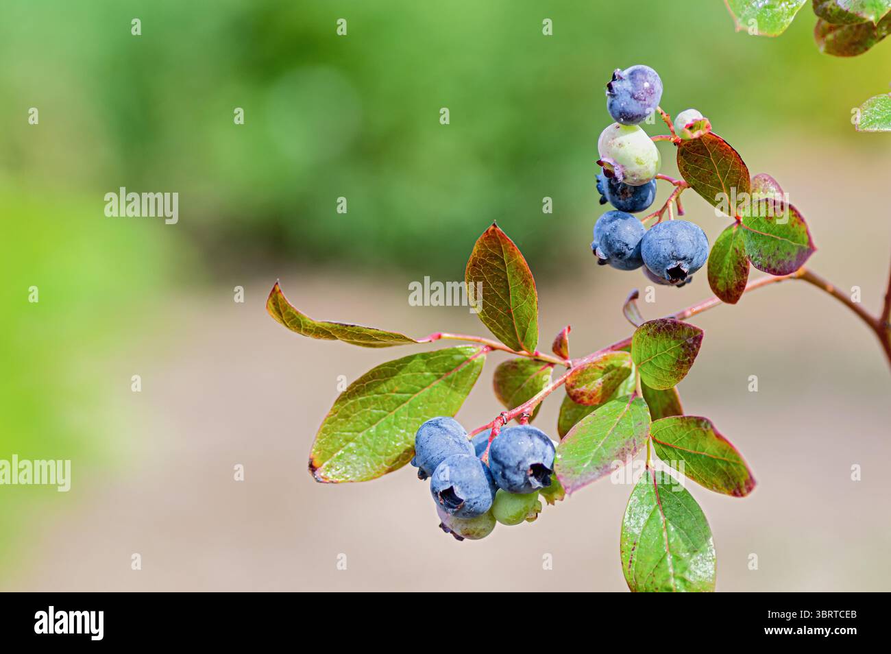 Gros plan de bleuets mûrs poussant sur une branche de jardin parmi les feuilles vertes fraîches. Copier l'espace. Banque D'Images