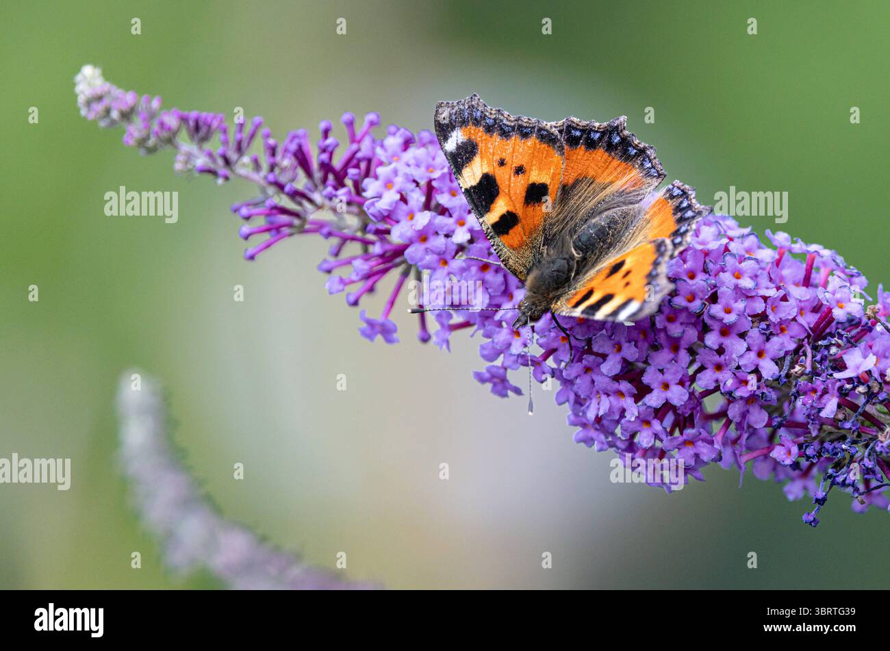 Kleiner Fuchs wiss. : Aglais urticae saugt Nektar auf einem Blütenstand des gemeinen Flieders Syringa vulgaris Kleiner Fuchs wiss. : Aglais urticae auf einem Blütenstand des gemeinen Flieders *** petit renard wiss Aglais urticae sucer le nectar sur une inflorescence du lilas commun Syringa vulgaris petit renard wiss Aglais urticae sur une inflorescence du lilas commun Banque D'Images