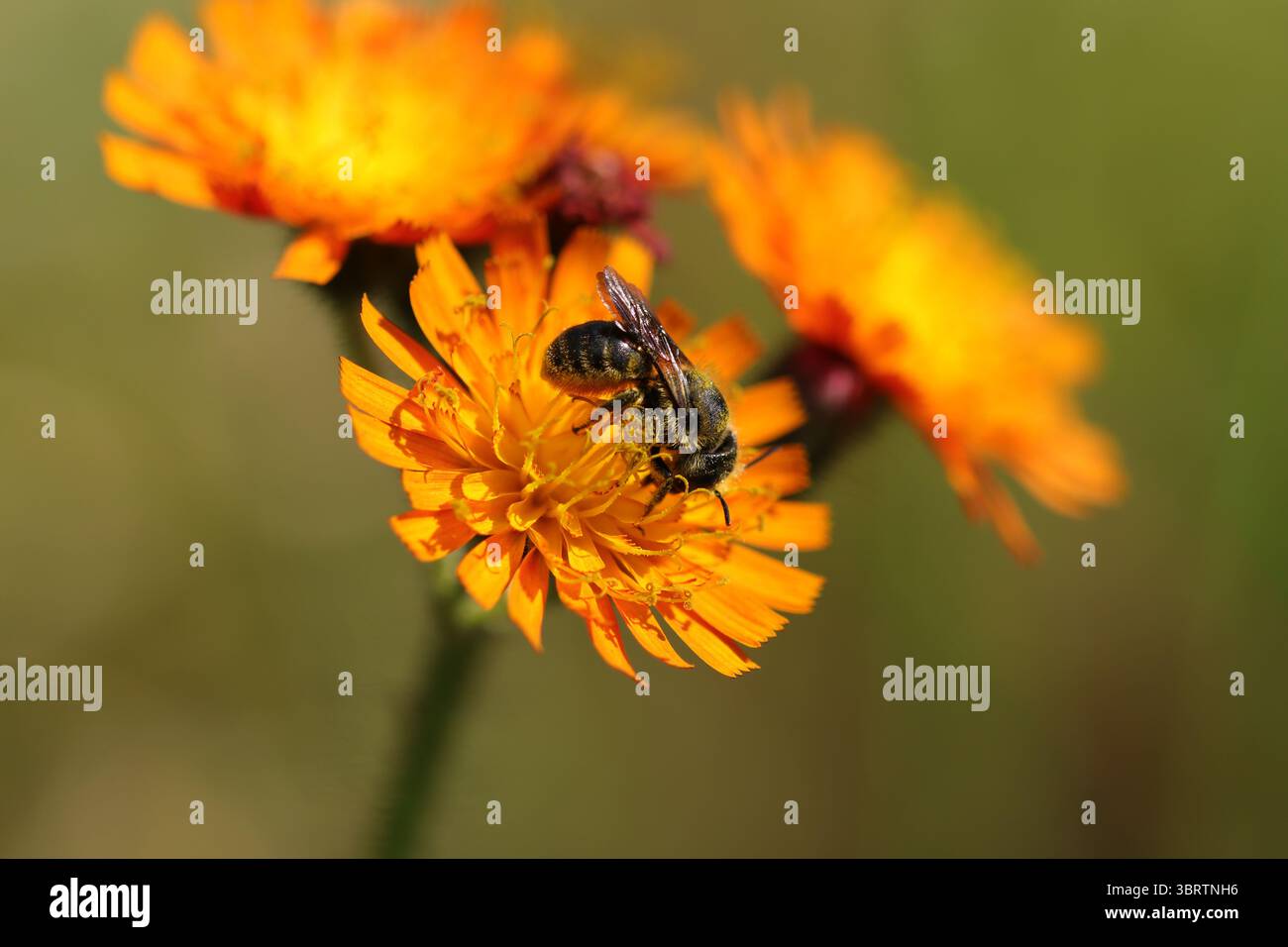 Osmie bleuâtre (Osmia caerulescens) Osmia caerulescens dans son élément naturel Banque D'Images