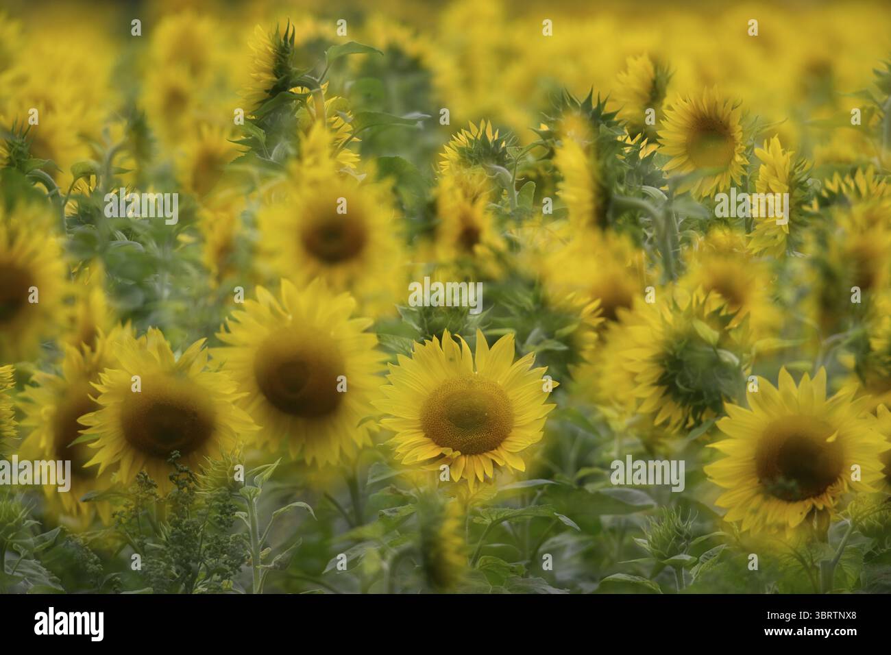 Tournesol (Helianthus annuus), Emsland, Basse-Saxe, Allemagne Banque D'Images