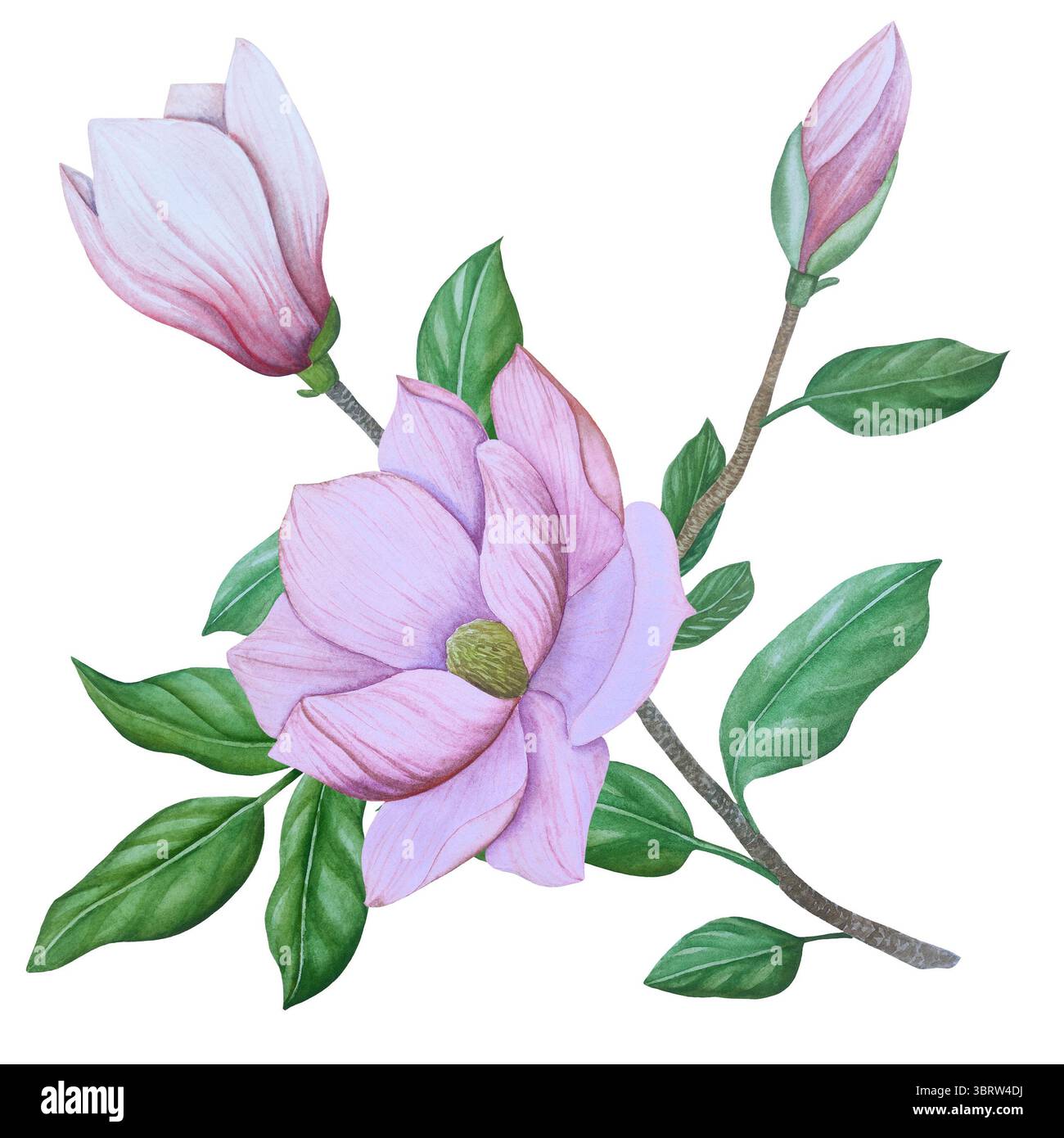 Ensemble clipart de mariage aquarelle. Illustrations peintes à la main avec attributs de mariage et fleurs de magnolia isolées sur blanc. Graphismes romantiques pour invit Banque D'Images