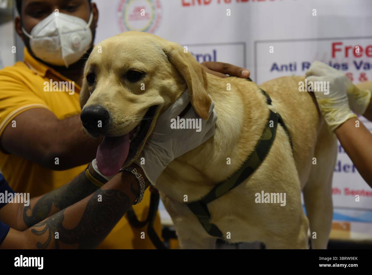 28 septembre 2020, Guwahati, Inde : un médecin vétérinaire donne gratuitement le vaccin antirabique à un chien dans le cadre de la Journée mondiale contre la rage 2020, organisée par JBF à Ghoramara. (Crédit image : © Dasarath Deka/ZUMA Wire) Banque D'Images