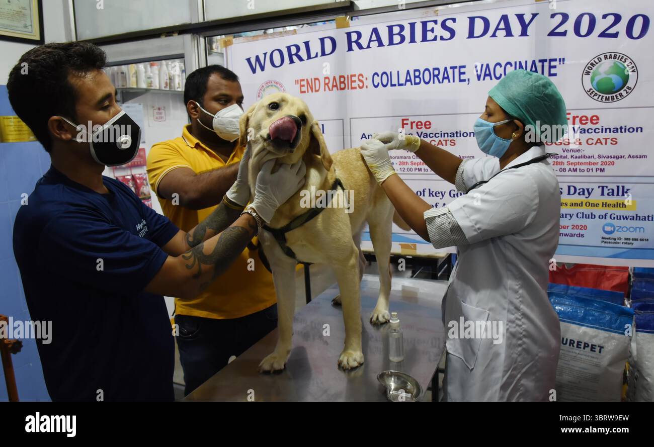 28 septembre 2020, Guwahati, Inde : un médecin vétérinaire donne gratuitement le vaccin antirabique à un chien dans le cadre de la Journée mondiale contre la rage 2020, organisée par JBF à Ghoramara. (Crédit image : © Dasarath Deka/ZUMA Wire) Banque D'Images