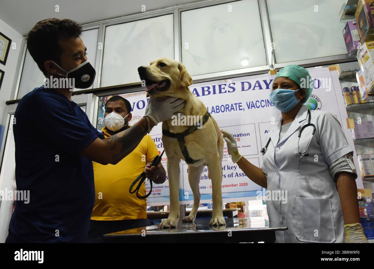 28 septembre 2020, Guwahati, Inde : un médecin vétérinaire examine la santé du chien avant de lui donner gratuitement le vaccin antirabique dans le cadre de la Journée mondiale contre la rage 2020, organisée par JBF à Ghoramara. (Crédit image : © Dasarath Deka/ZUMA Wire) Banque D'Images