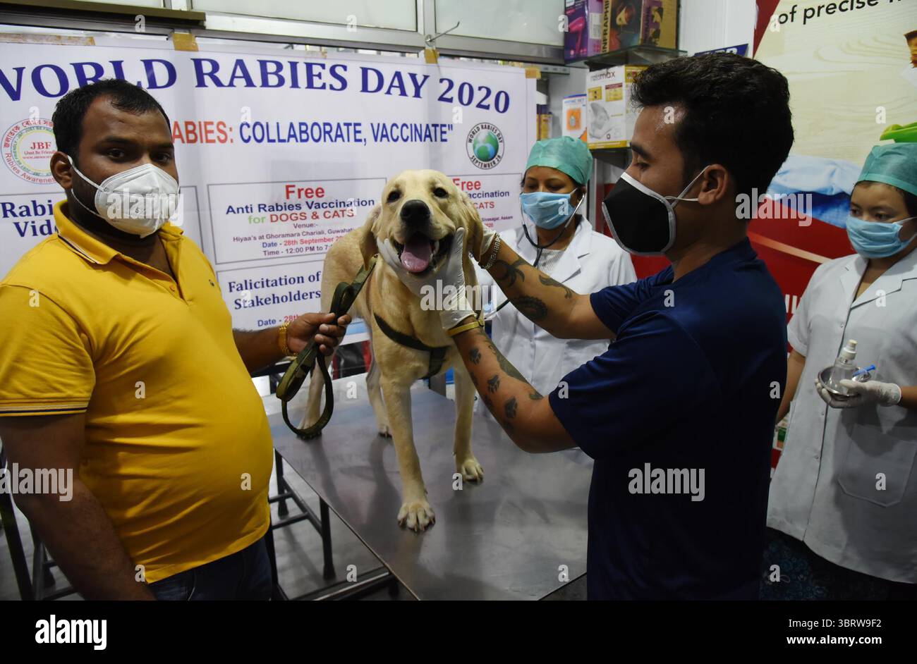 28 septembre 2020, Guwahati, Inde : un médecin vétérinaire examine la santé du chien avant de lui donner gratuitement le vaccin antirabique dans le cadre de la Journée mondiale contre la rage 2020, organisée par JBF à Ghoramara. (Crédit image : © Dasarath Deka/ZUMA Wire) Banque D'Images