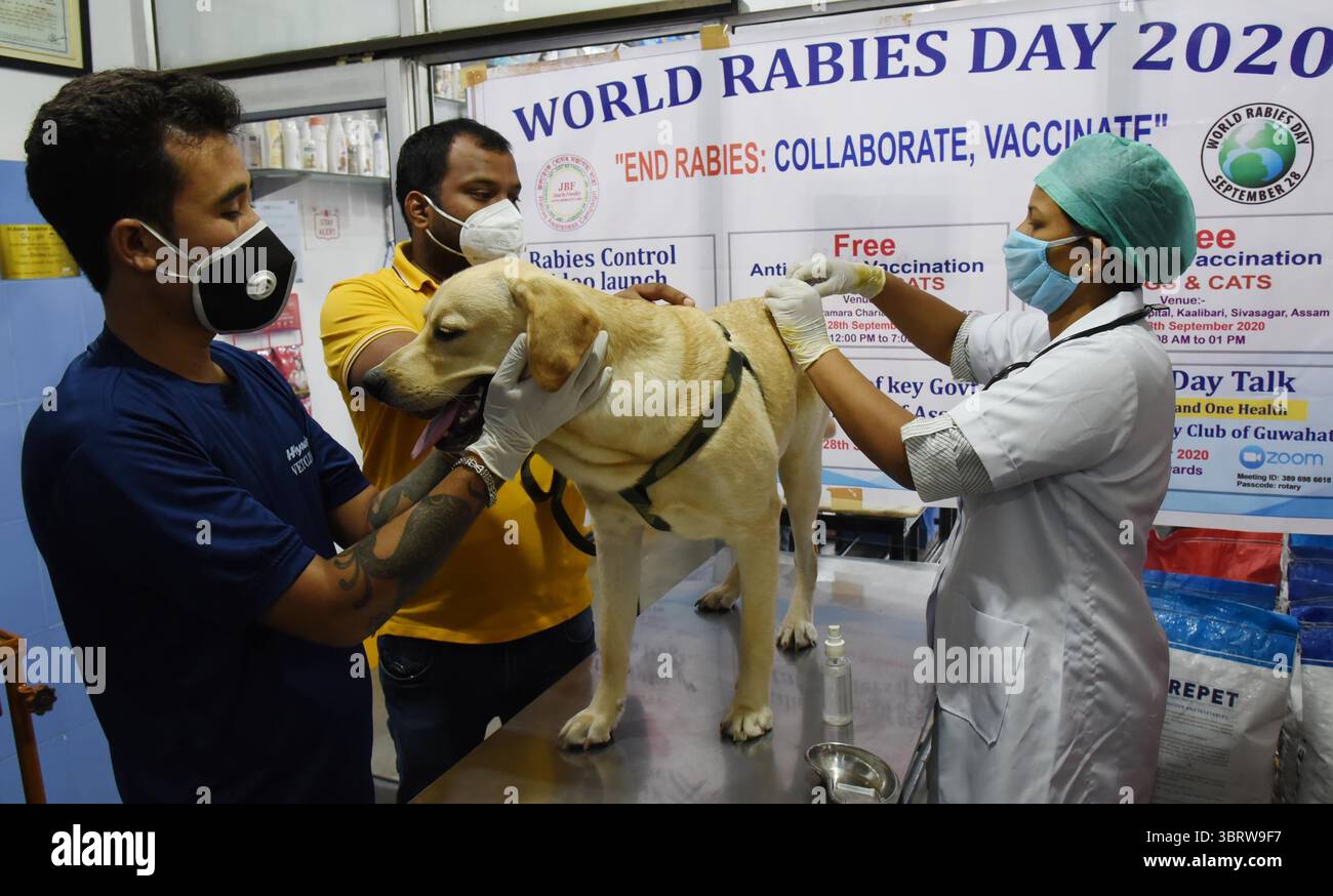 28 septembre 2020, Guwahati, Inde : un médecin vétérinaire donne gratuitement le vaccin antirabique à un chien dans le cadre de la Journée mondiale contre la rage 2020, organisée par JBF à Ghoramara. (Crédit image : © Dasarath Deka/ZUMA Wire) Banque D'Images