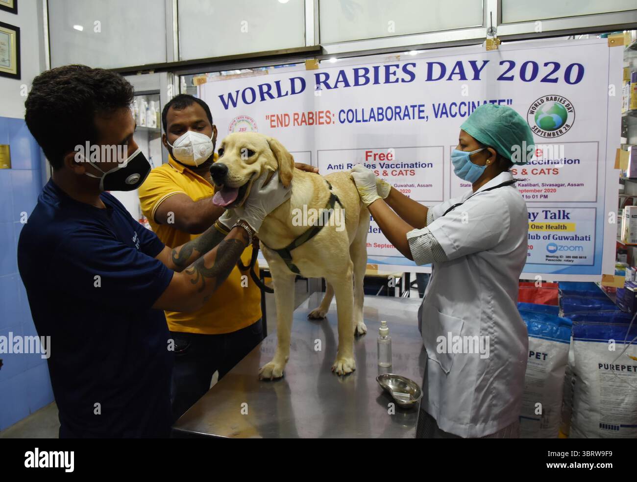 28 septembre 2020, Guwahati, Inde : un médecin vétérinaire donne gratuitement le vaccin antirabique à un chien dans le cadre de la Journée mondiale contre la rage 2020, organisée par JBF à Ghoramara. (Crédit image : © Dasarath Deka/ZUMA Wire) Banque D'Images