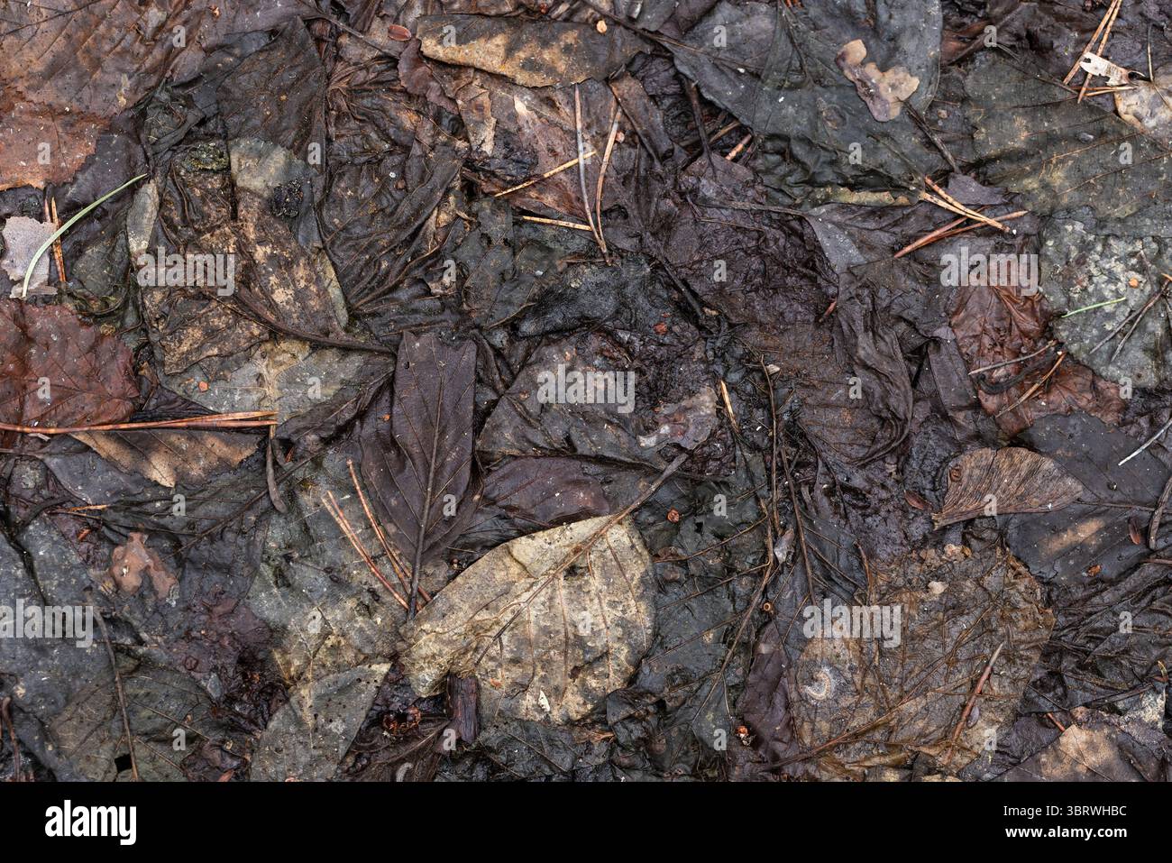 Gros plan détaillé de feuilles mortes naturelles sur un sol forestier, affichant leurs textures complexes et leurs tons terreux variables. L'image capture des thèmes Banque D'Images