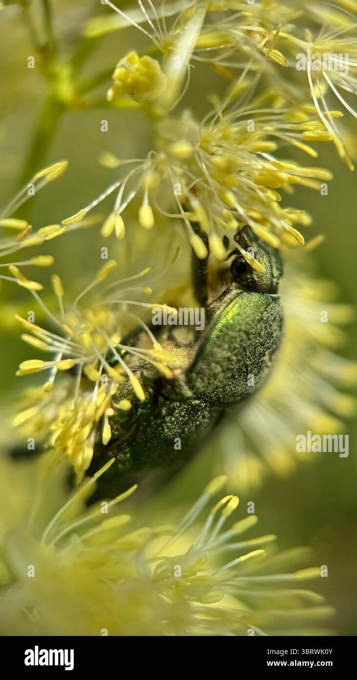 Photographie macro de coléoptère vert métallisé Rose Chafer. Banque D'Images