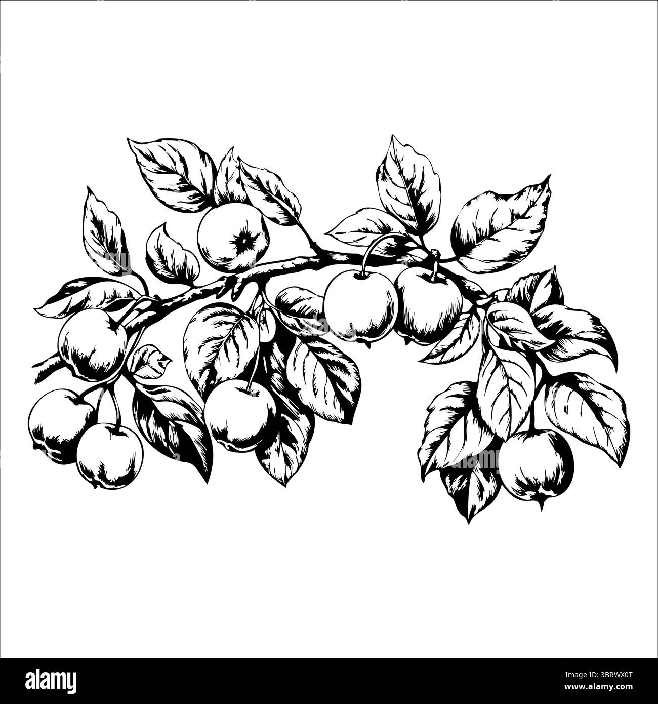 Illustration détaillée en noir et blanc d'une branche de pomme avec des feuilles et des fruits. Le design met en valeur la beauté naturelle des pommes et du feuillage. Illustration de Vecteur