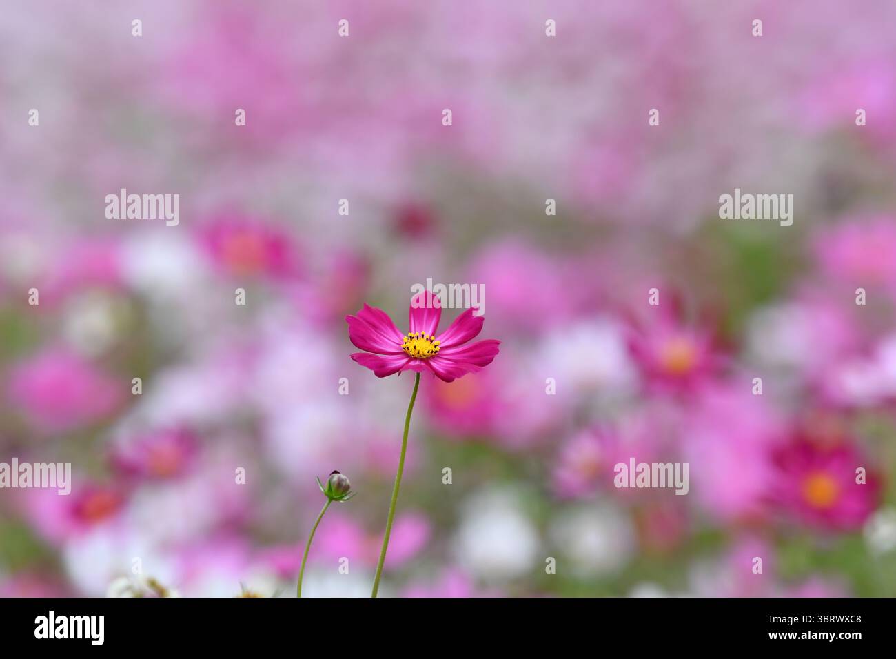 Fleur de Cosmos rose en fleurs Banque D'Images