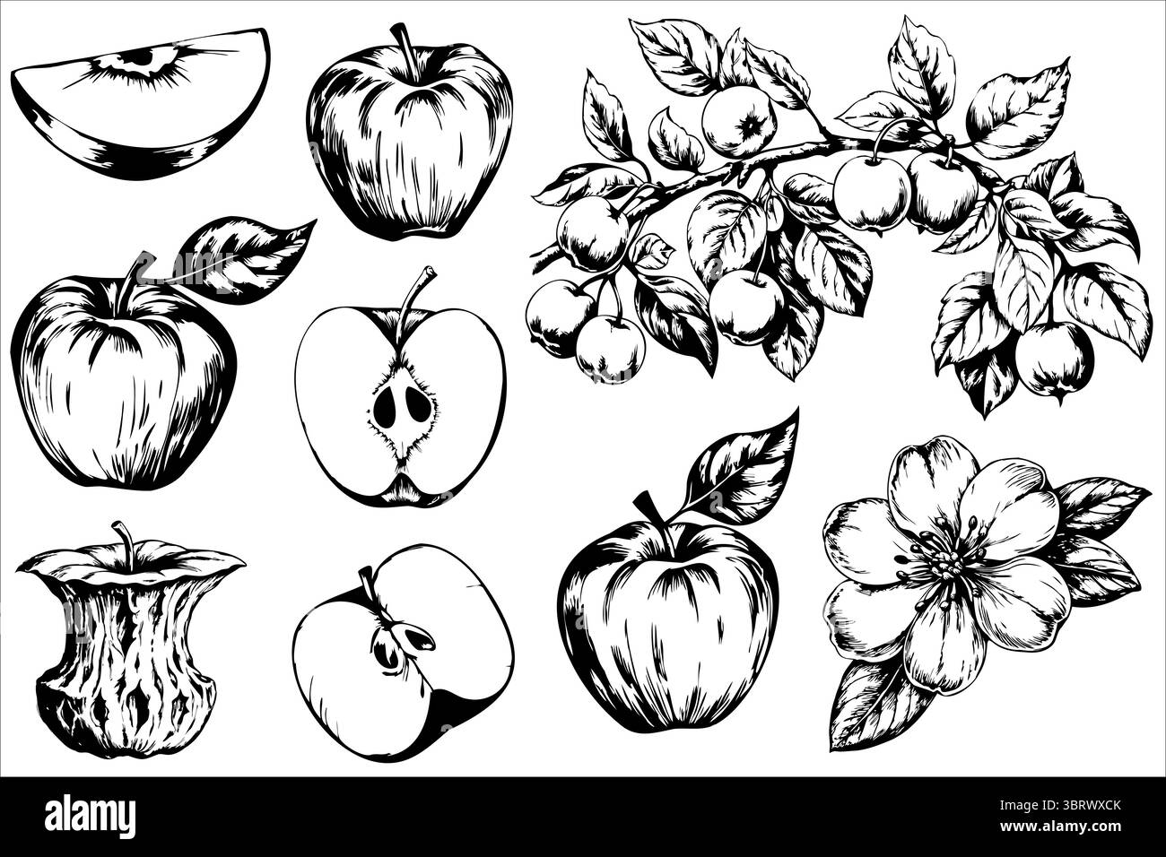 Une collection d'illustrations en noir et blanc dessinées à la main de pommes, y compris des pommes entières, des tranches de pommes et des fleurs de pommes. Illustration de Vecteur