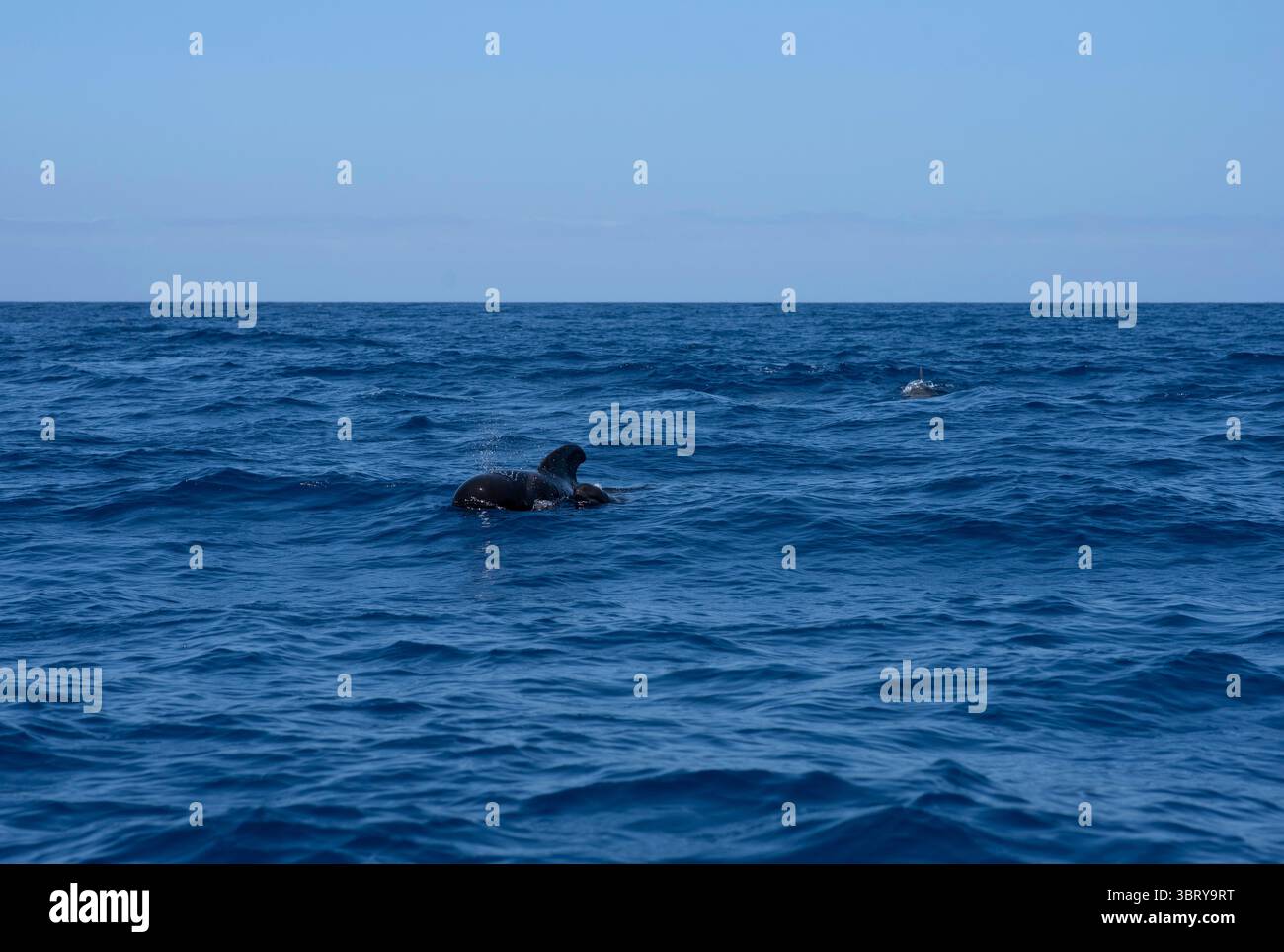 Une belle image d'une mère de baleine pilote nageant étroitement avec son veau dans l'océan Atlantique au large de Tenerife Sud, îles Canaries, Espagne. Capturé dans Banque D'Images
