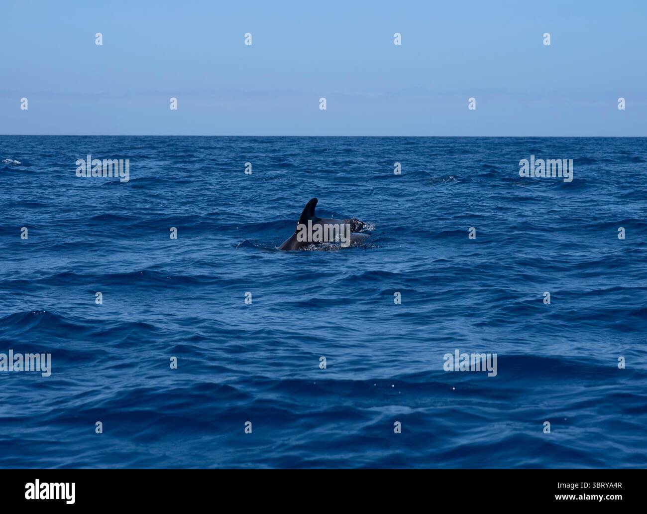 Une belle image d'une mère de baleine pilote nageant étroitement avec son veau dans l'océan Atlantique au large de Tenerife Sud, îles Canaries, Espagne. Capturé dans Banque D'Images