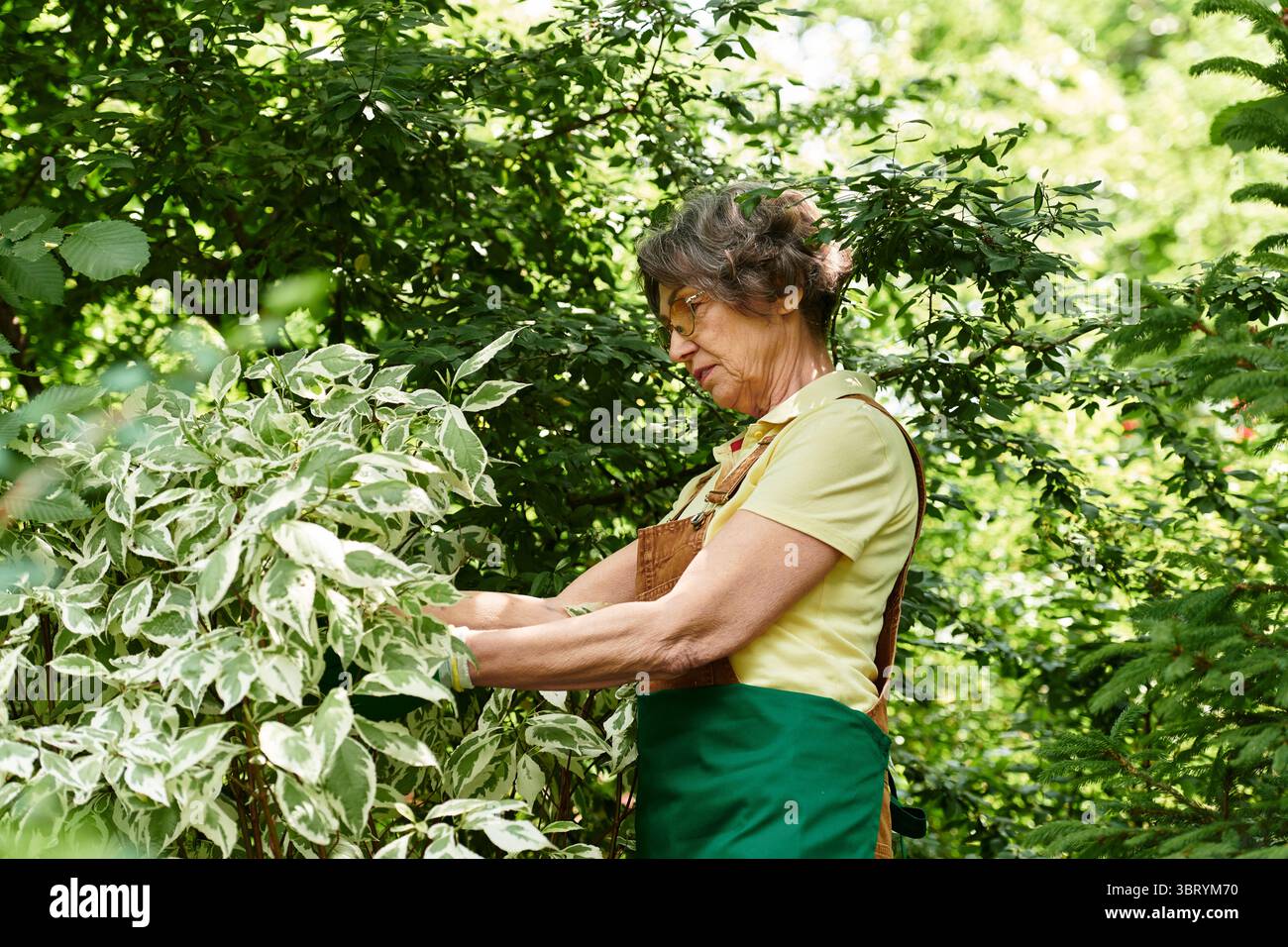Une femme âgée prend soin avec amour de son jardin vibrant, entouré de verdure luxuriante et de fleurs. Banque D'Images