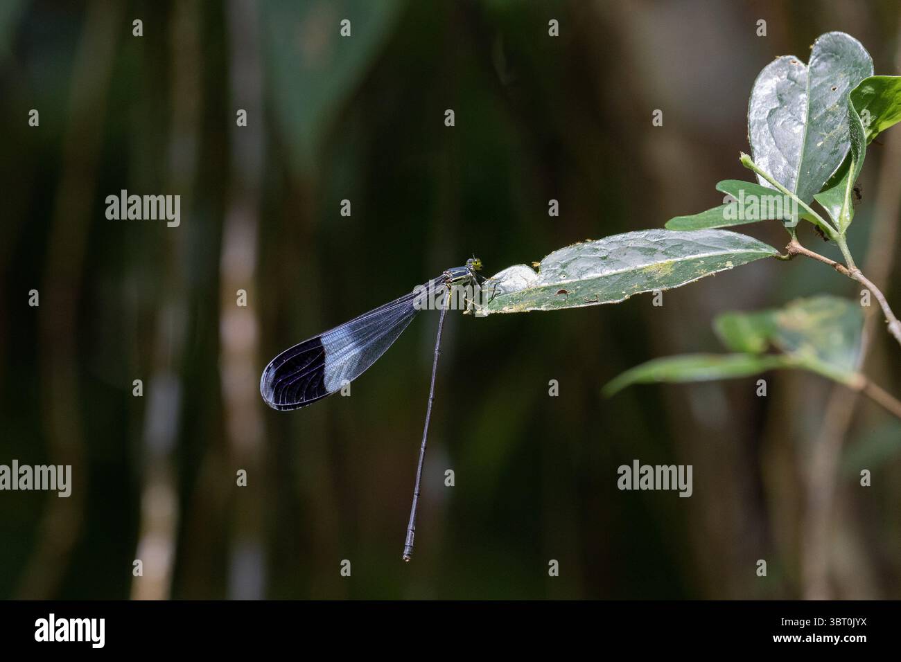 Hélicoptère géant à ailes bleues mâle damselfly - Megaloprepus caerulatus Banque D'Images