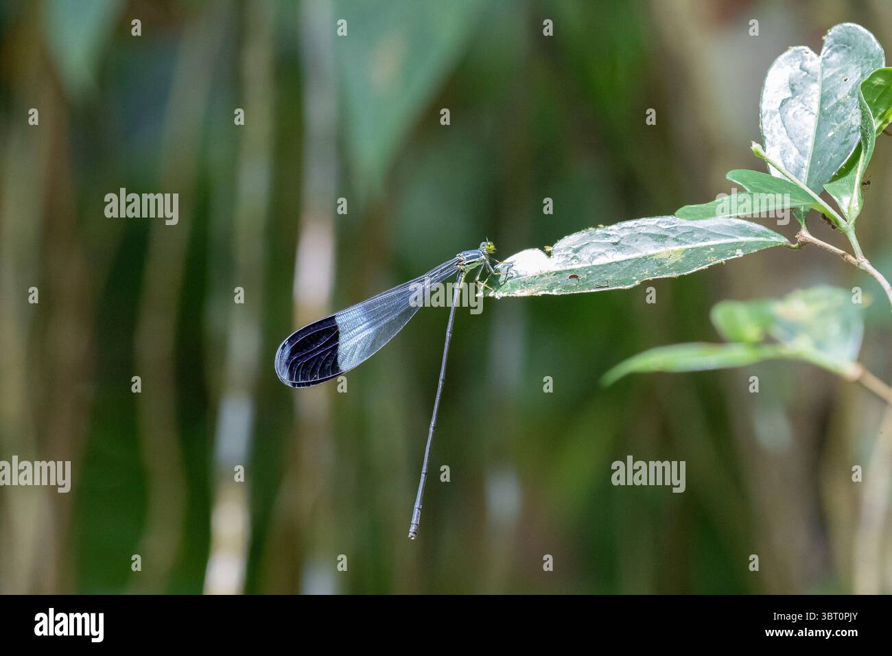 Hélicoptère géant à ailes bleues mâle damselfly - Megaloprepus caerulatus Banque D'Images