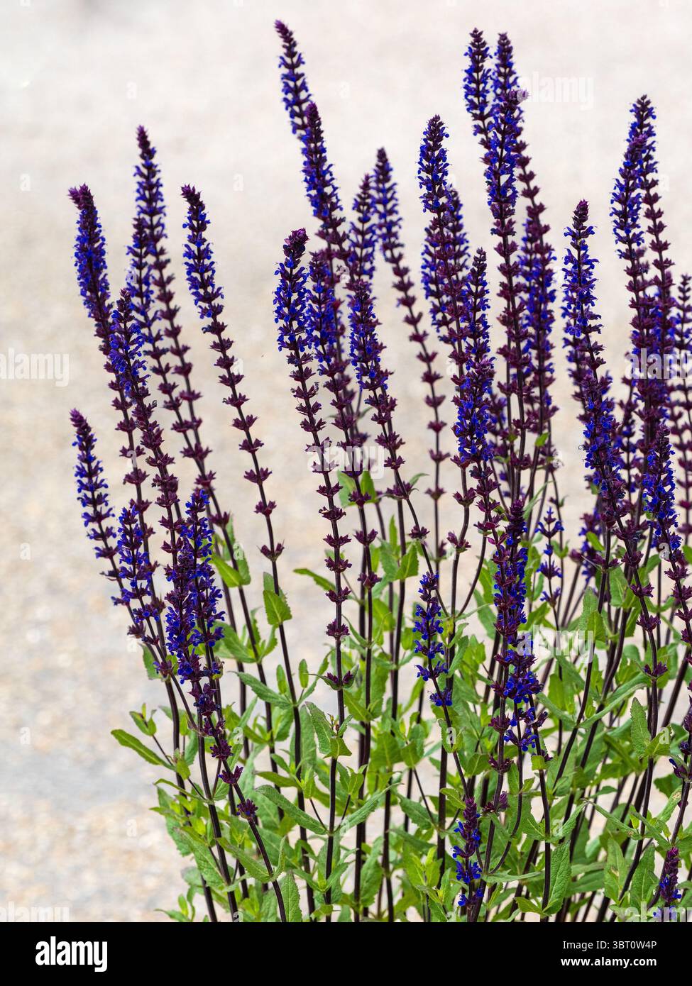 Fleurs bleu foncé et bourgeons violets de la floraison estivale vivace robuste, Salvia nemorosa 'Caradonna' Banque D'Images