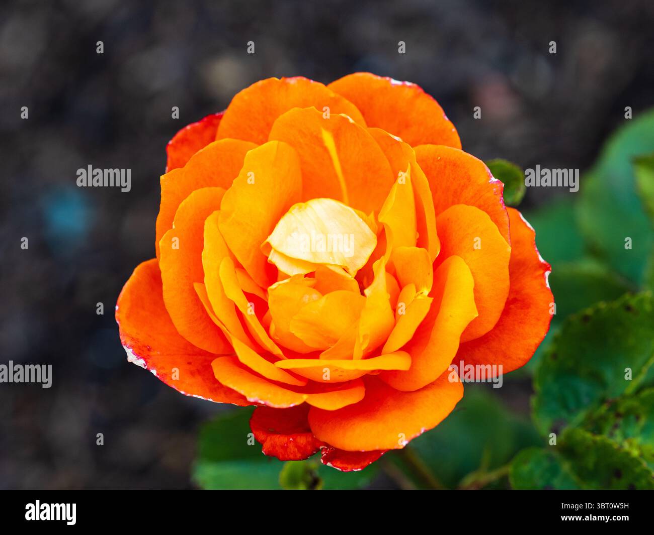 Fleur double de la rustique, parfumée, rose floribunda, Rosa 'Super Trouper', Rose de l'année 2010 Banque D'Images