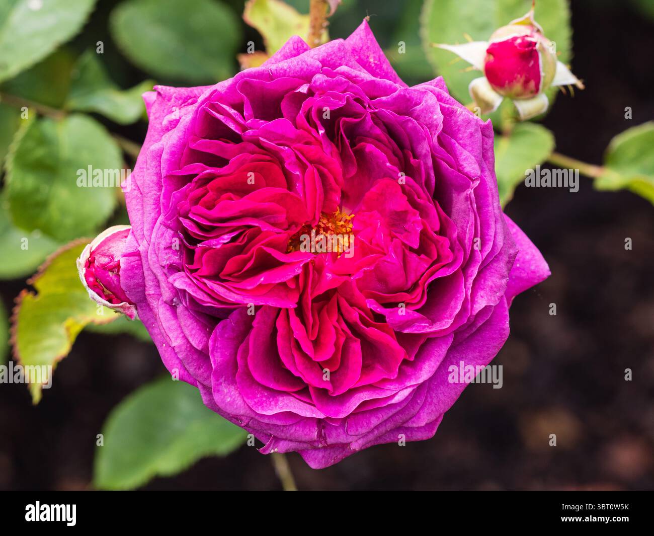 Duble fleur du rustique , parfumé, rose de thé hybride, Rosa 'Timeless Purple' Banque D'Images