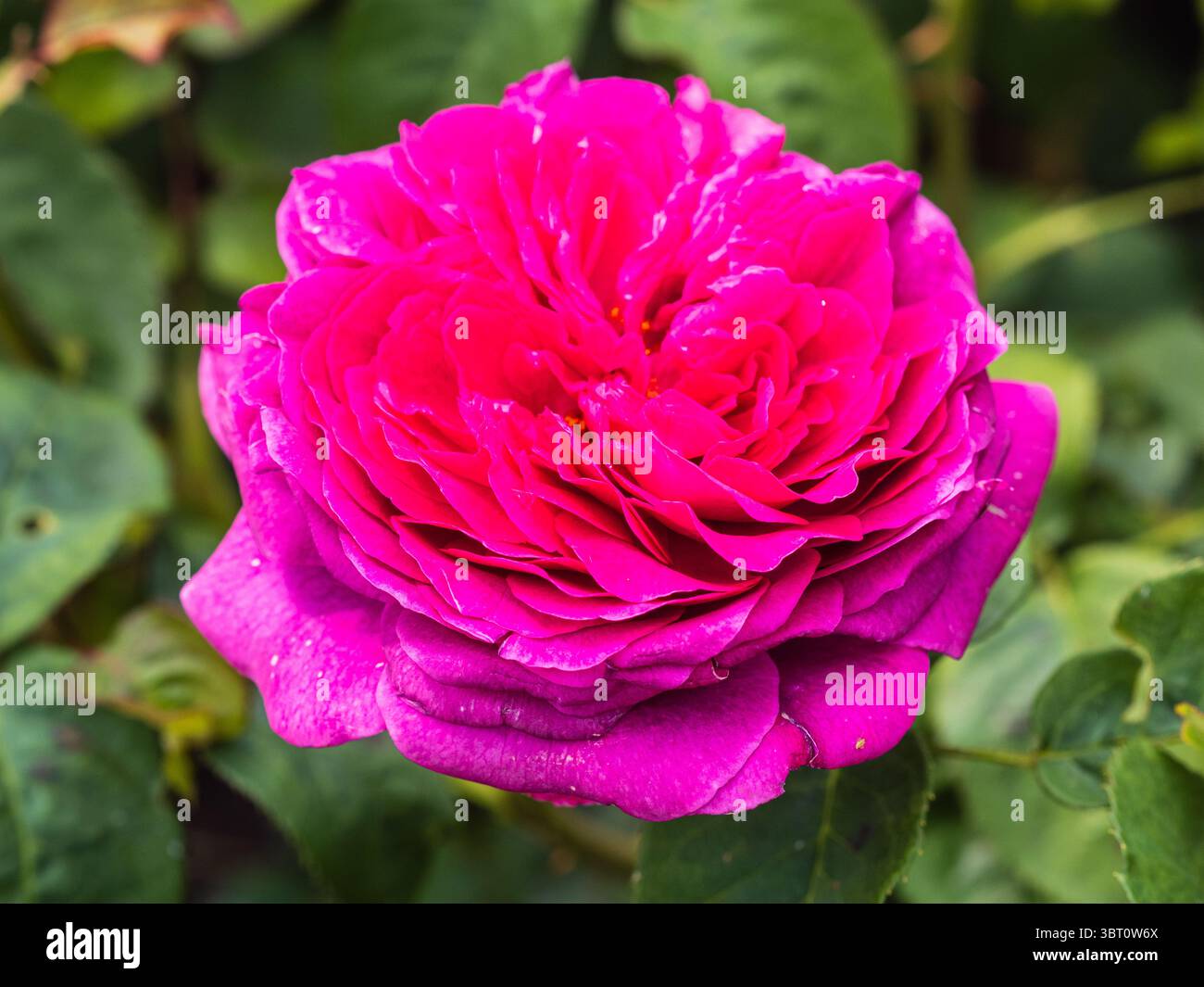 Duble fleur du rustique , parfumé, rose de thé hybride, Rosa 'Timeless Purple' Banque D'Images