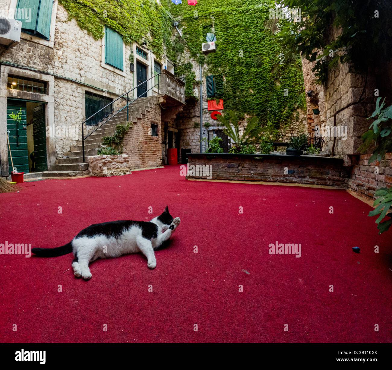 Split, Croatie - 8 septembre 2023 : un chat noir et blanc se toilette sur un tapis rouge dans une cour entourée de bâtiments en pierre recouverts de lierre. Banque D'Images