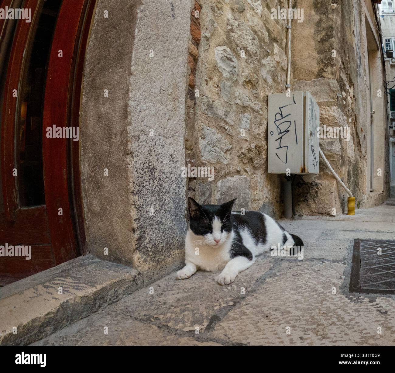 Split, Croatie - 8 septembre 2023 : un chat noir et blanc se prélasse dans une ruelle tandis que les touristes marchent, à la recherche d'ombre et de répit de la chaleur. Banque D'Images