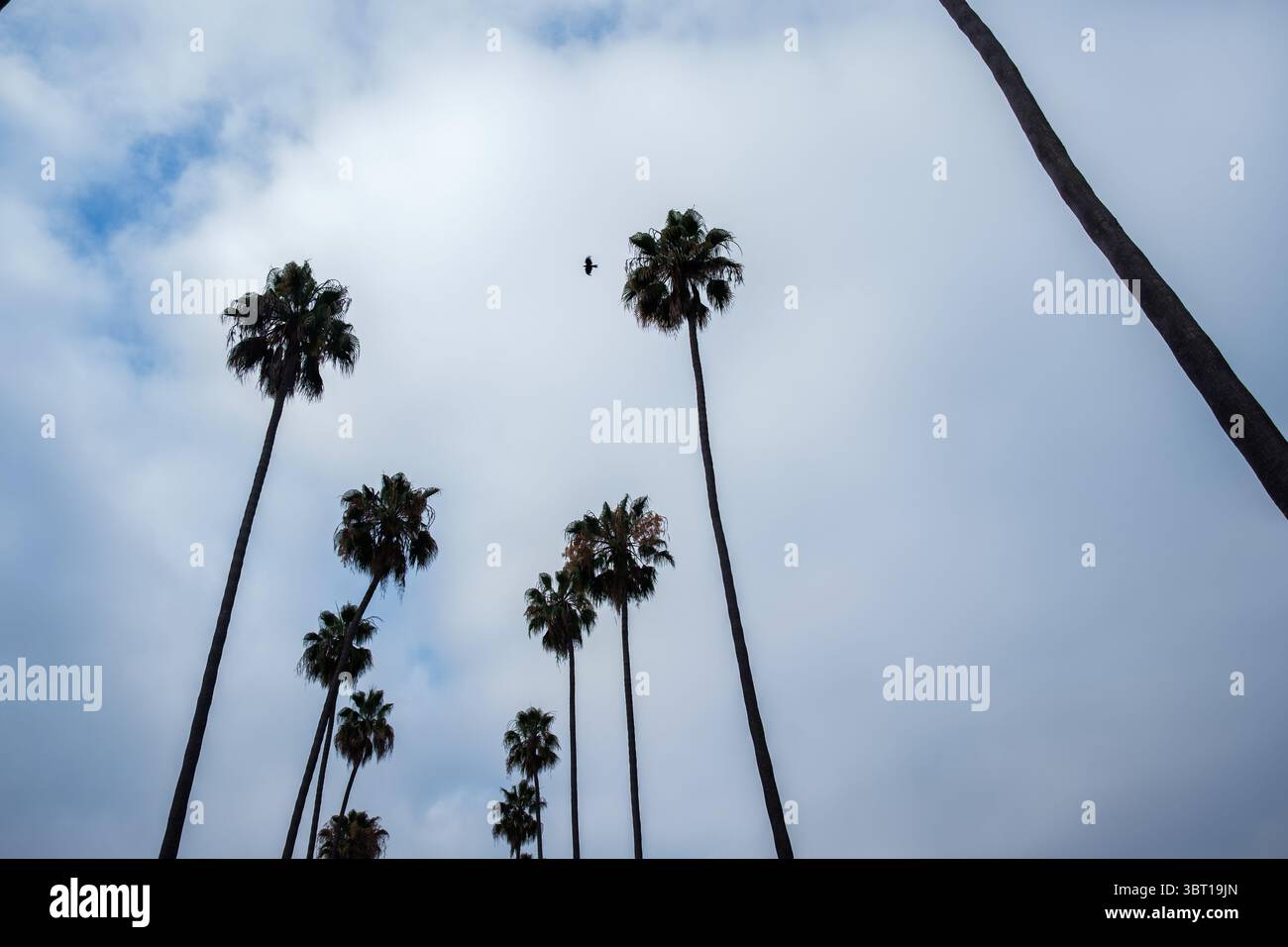 Palmiers et oiseaux dans le sud de Los Angeles, Californie, États-Unis. Banque D'Images