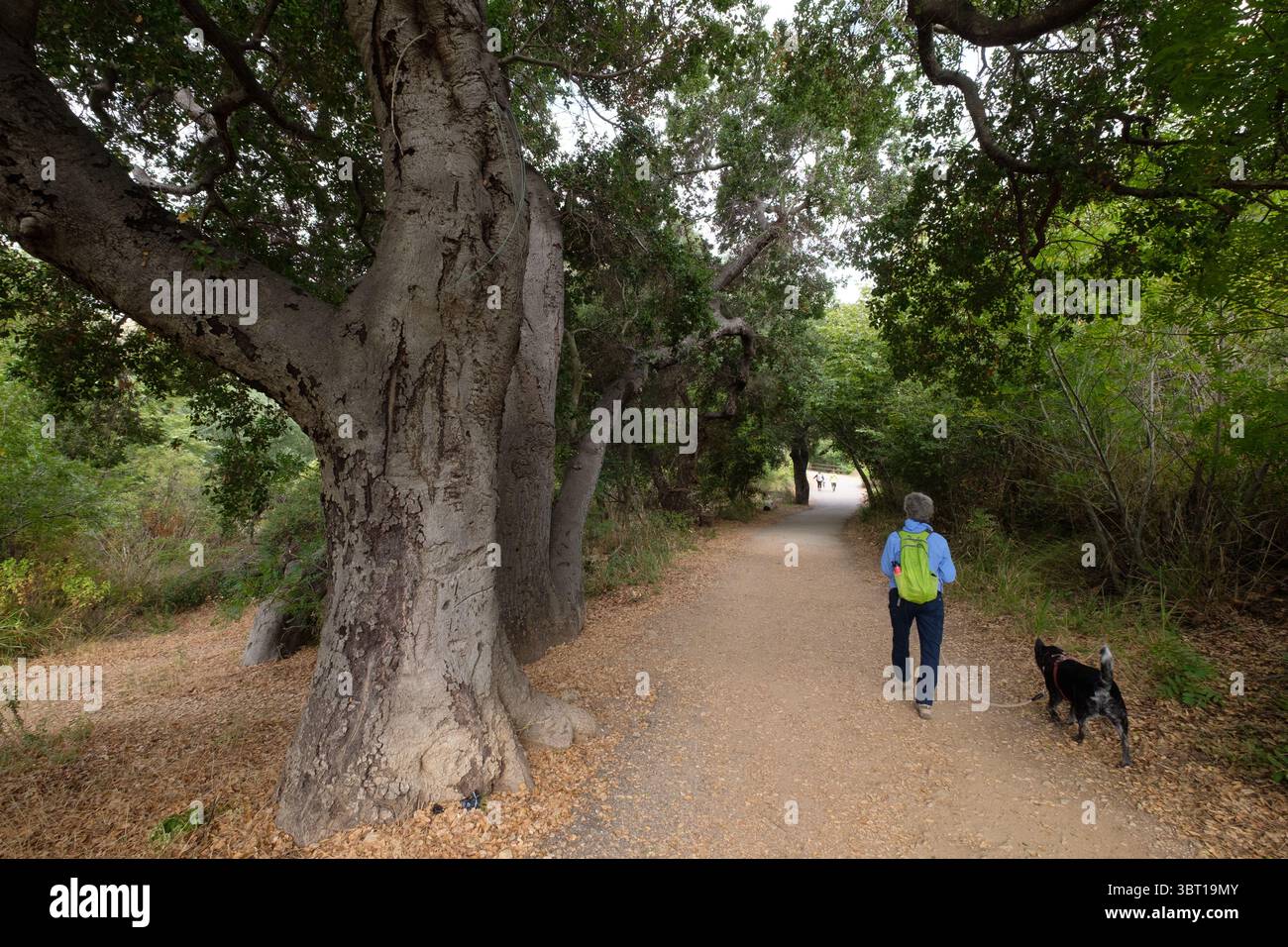 Marcher sur le sentier Solstice Canyon dans la zone de loisirs nationale des montagnes de Santa Monica à Malibu, Californie, États-Unis. Banque D'Images