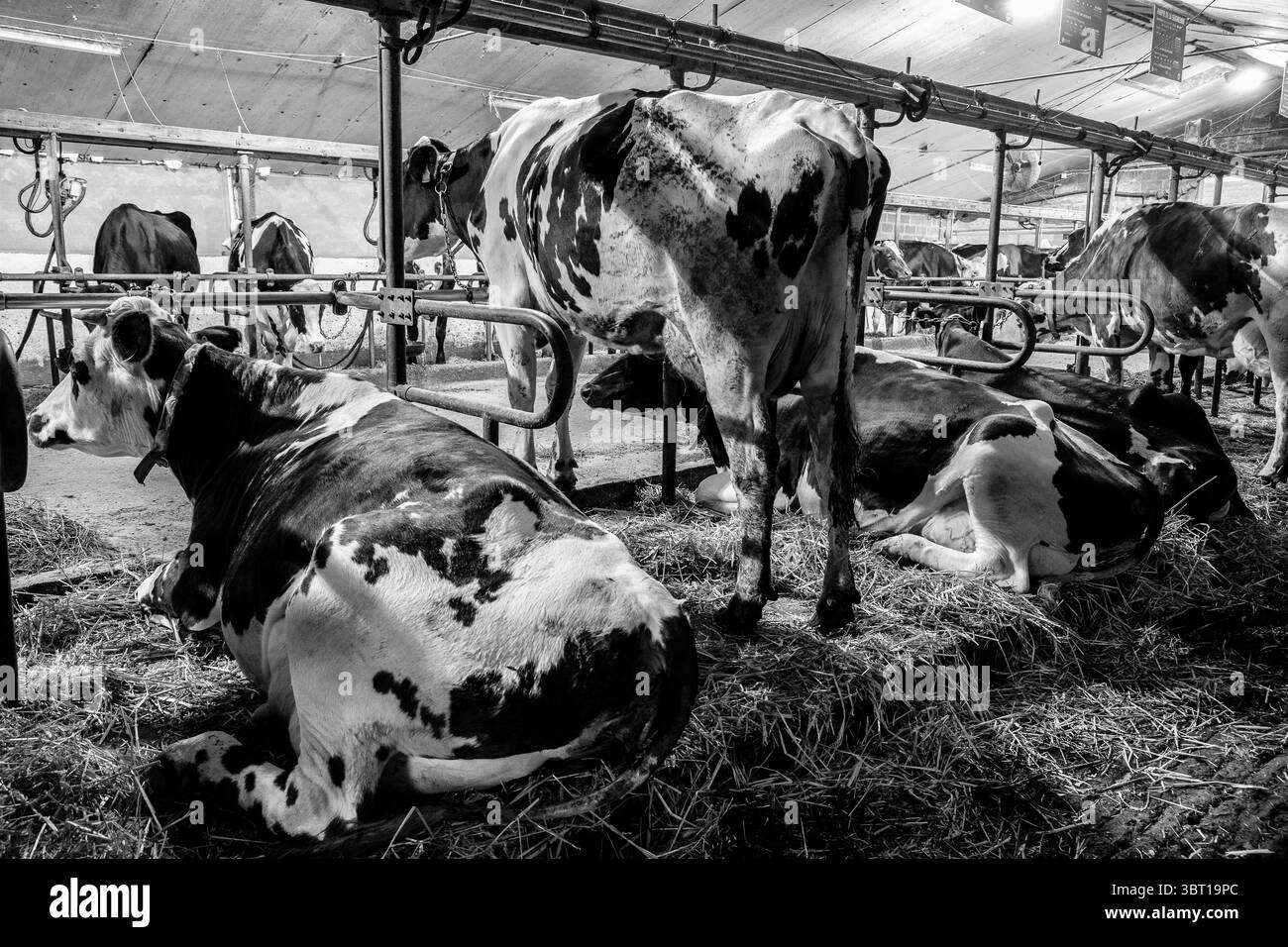 Vaches mangeant leur fourrage à la mangeoire dans l'étable. Le fermier nourrit les vaches vaches en train de se nourrir de fourrage dans l'etable. L'éleveur nou Banque D'Images