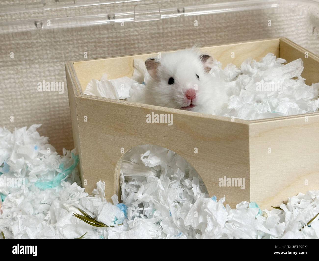 Un hamster blanc mignon jetant un coup d'œil par derrière son nid de bois, avec le toit enlevé. Banque D'Images