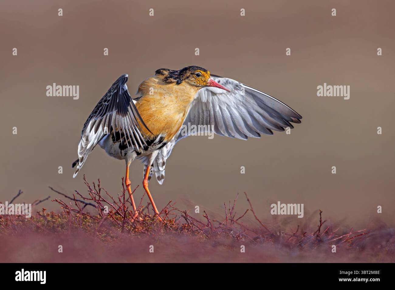 Ruff (Calidris pugnax) mâle territorial dans le plumage de reproduction montrant par battement d'ailes pendant l'exposition de cour à lek au printemps, Scandinavie Banque D'Images