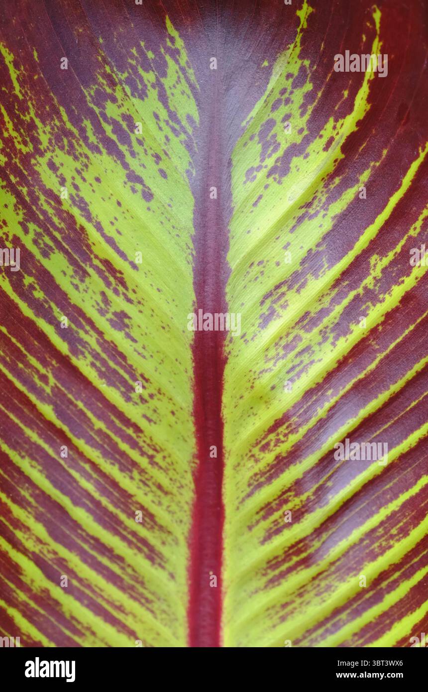'Gros plan d'une feuille de banane rouge éclatante (Ensete ventricosum 'Maurelii') d'une plante affectueusement nommée 'Bob'. Banque D'Images