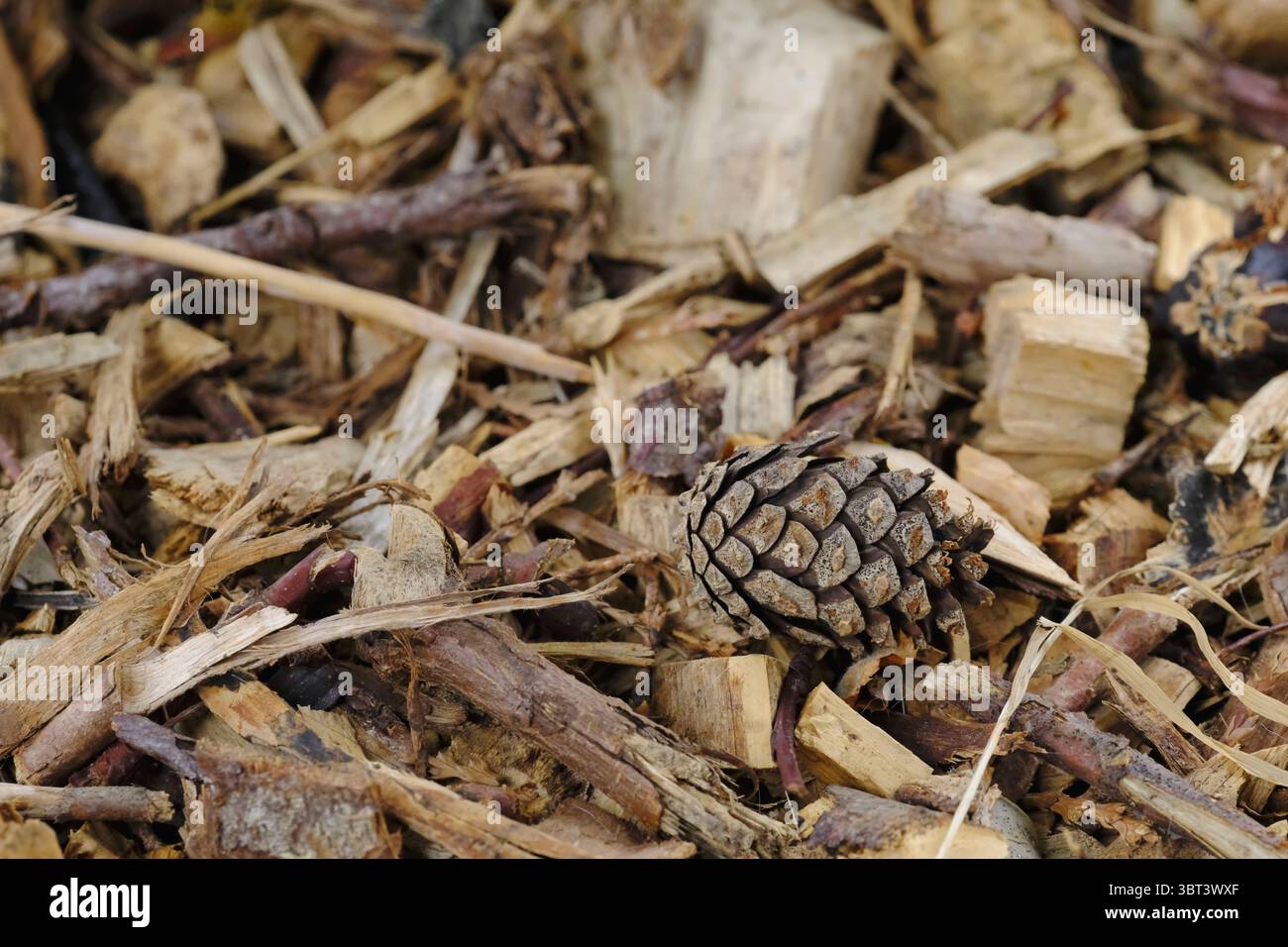 Gros plan d'un chemin de copeaux de bois sur un lotissement, avec du paillis naturel fait d'écorce, de brindilles et une pomme de pin solitaire nichée parmi les débris Banque D'Images